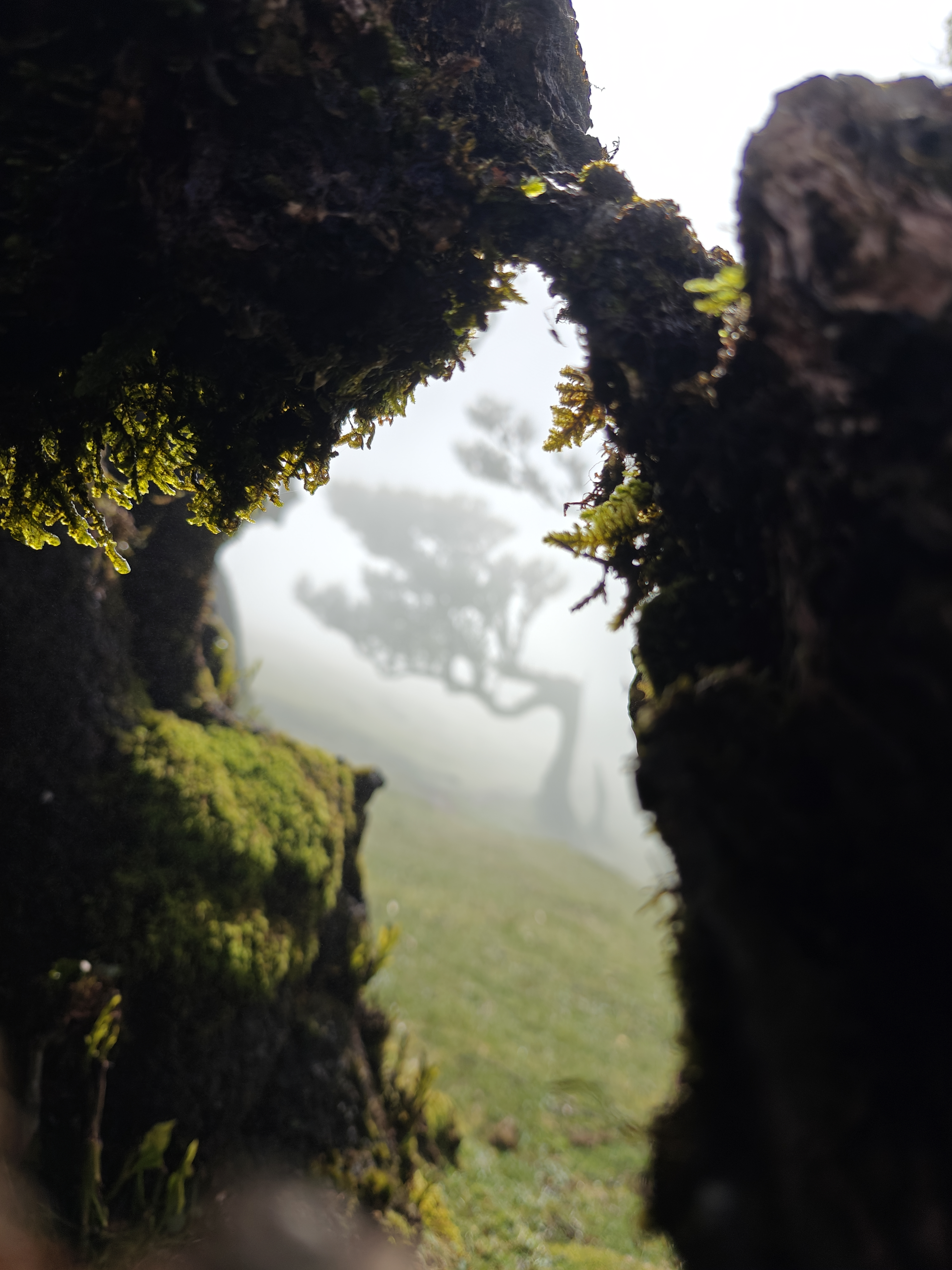 Centuries old treeception