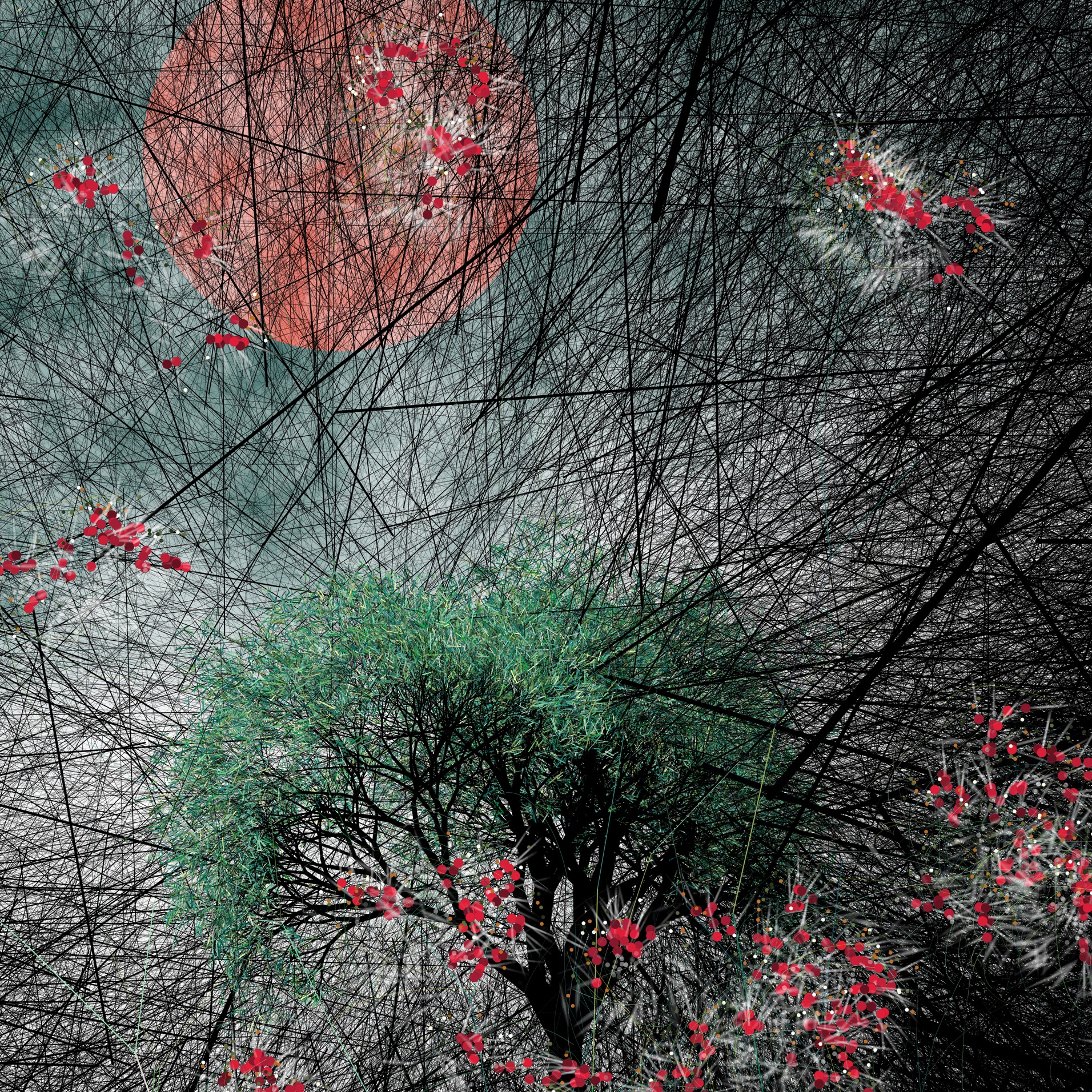 Wild anemones in the wind