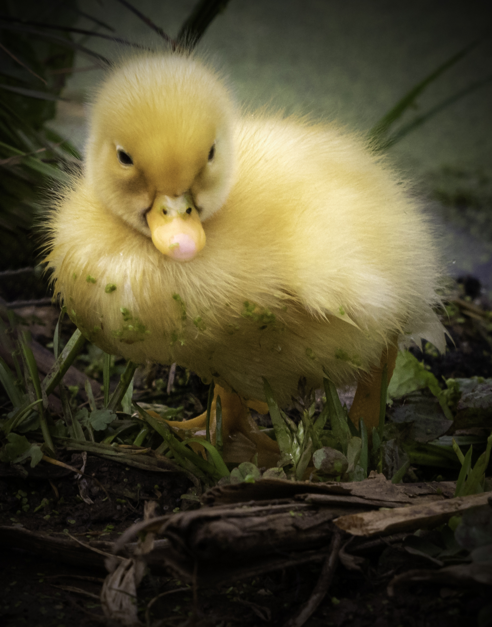 Little Quacker #41