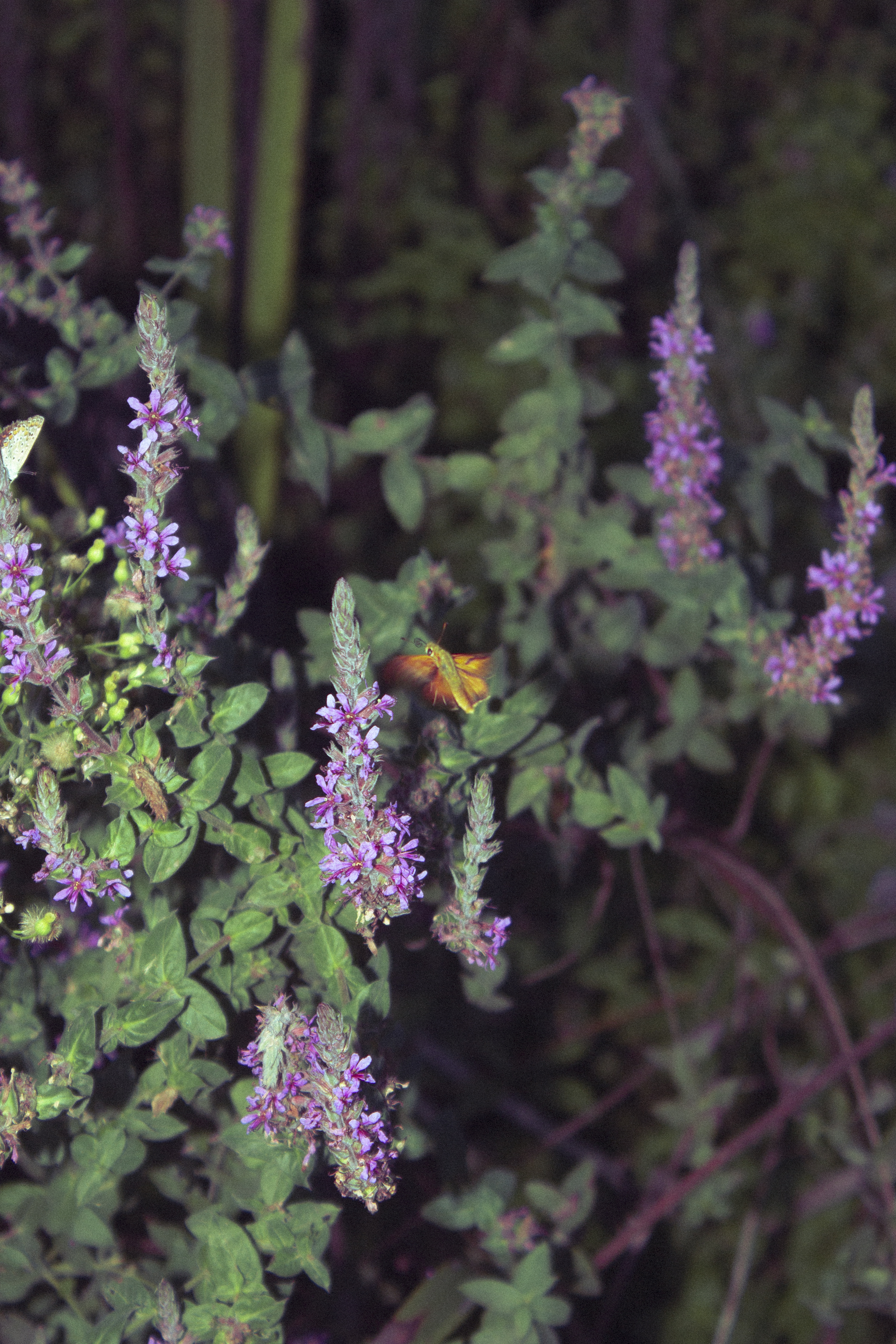 Butterfly in the garden #17