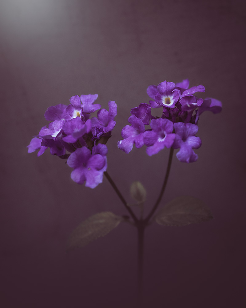 Purple Bloom