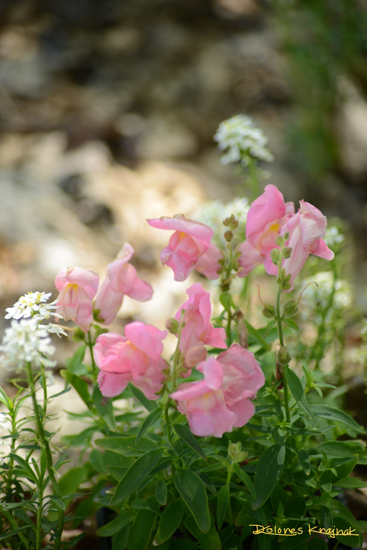 Pink Snapdragons And Candytuff #23