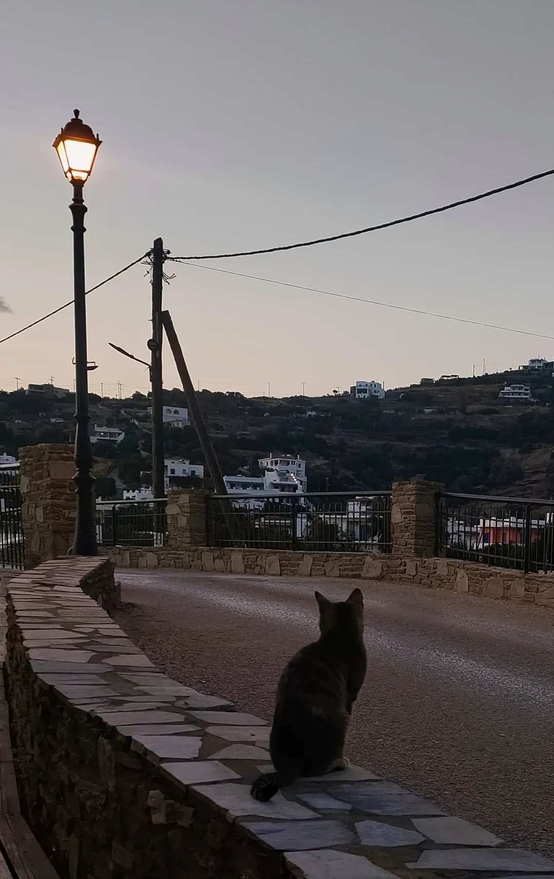 After an hard day of a cat duties