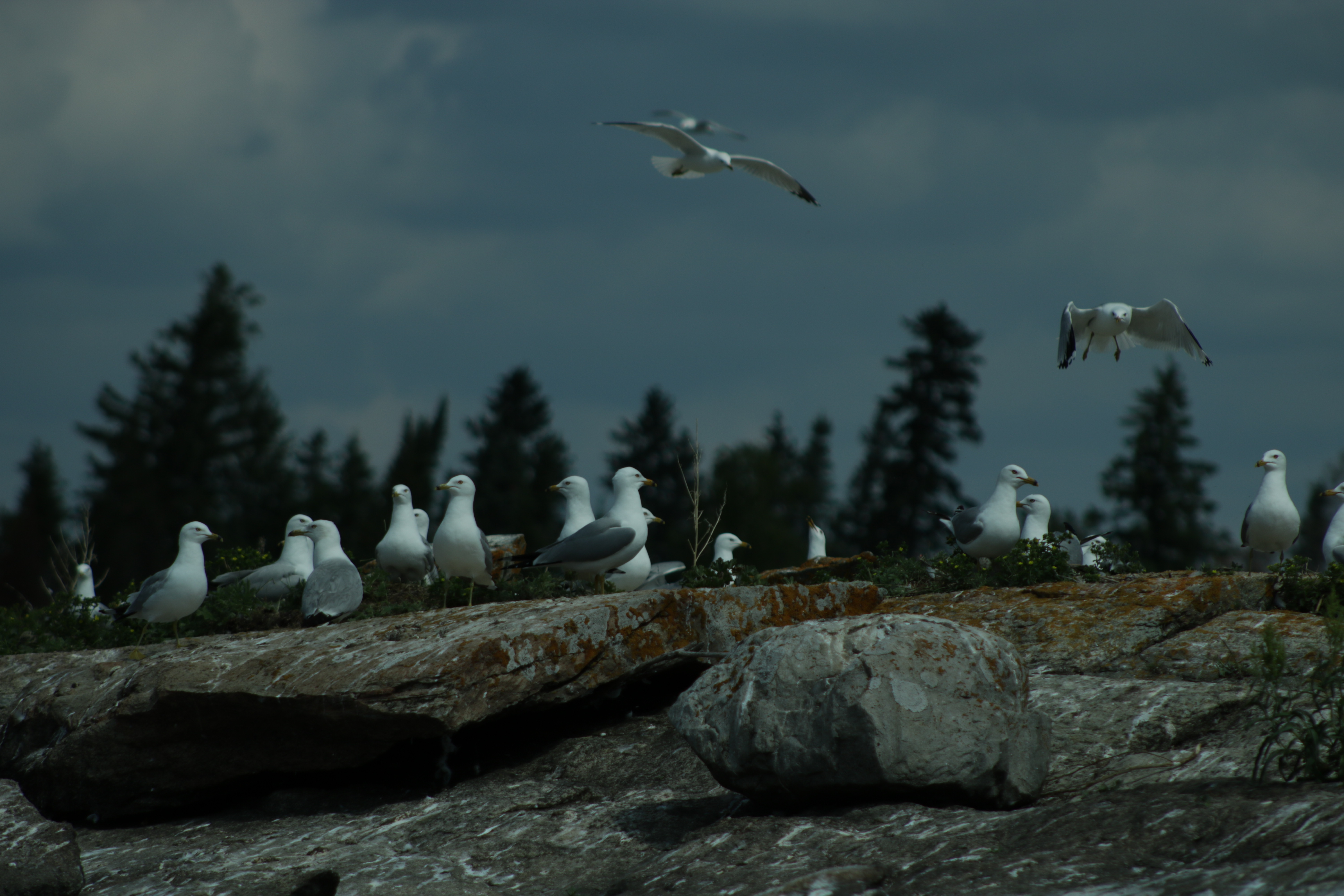 Seagull Soiree #30