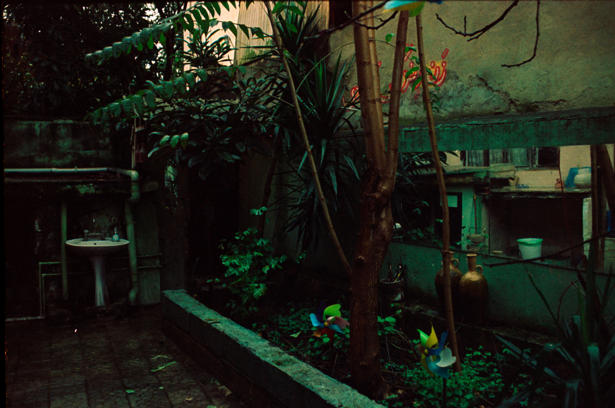 Grandma's yard #13