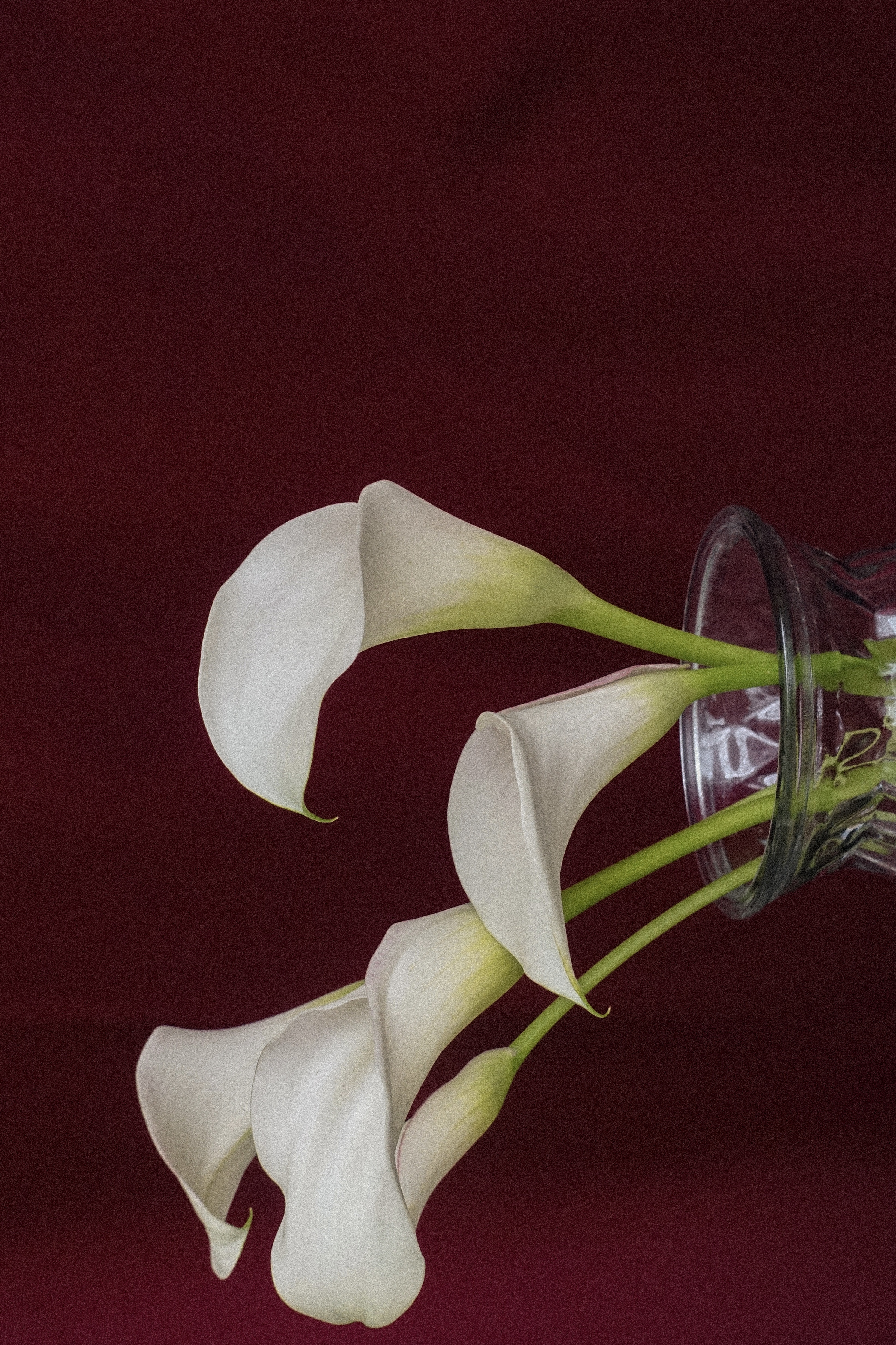Mood: buy flowers. #37