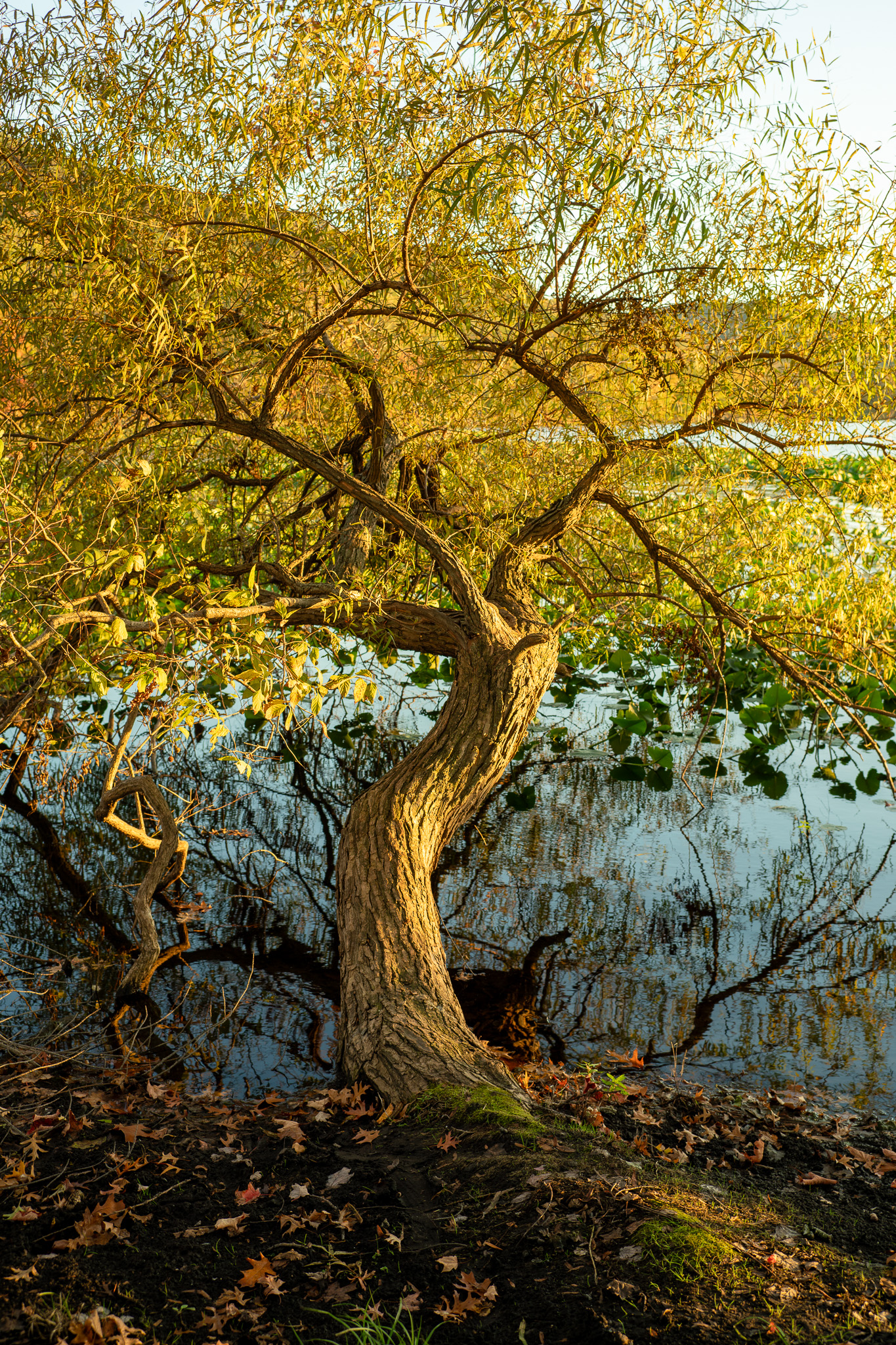 Golden Hour Willow