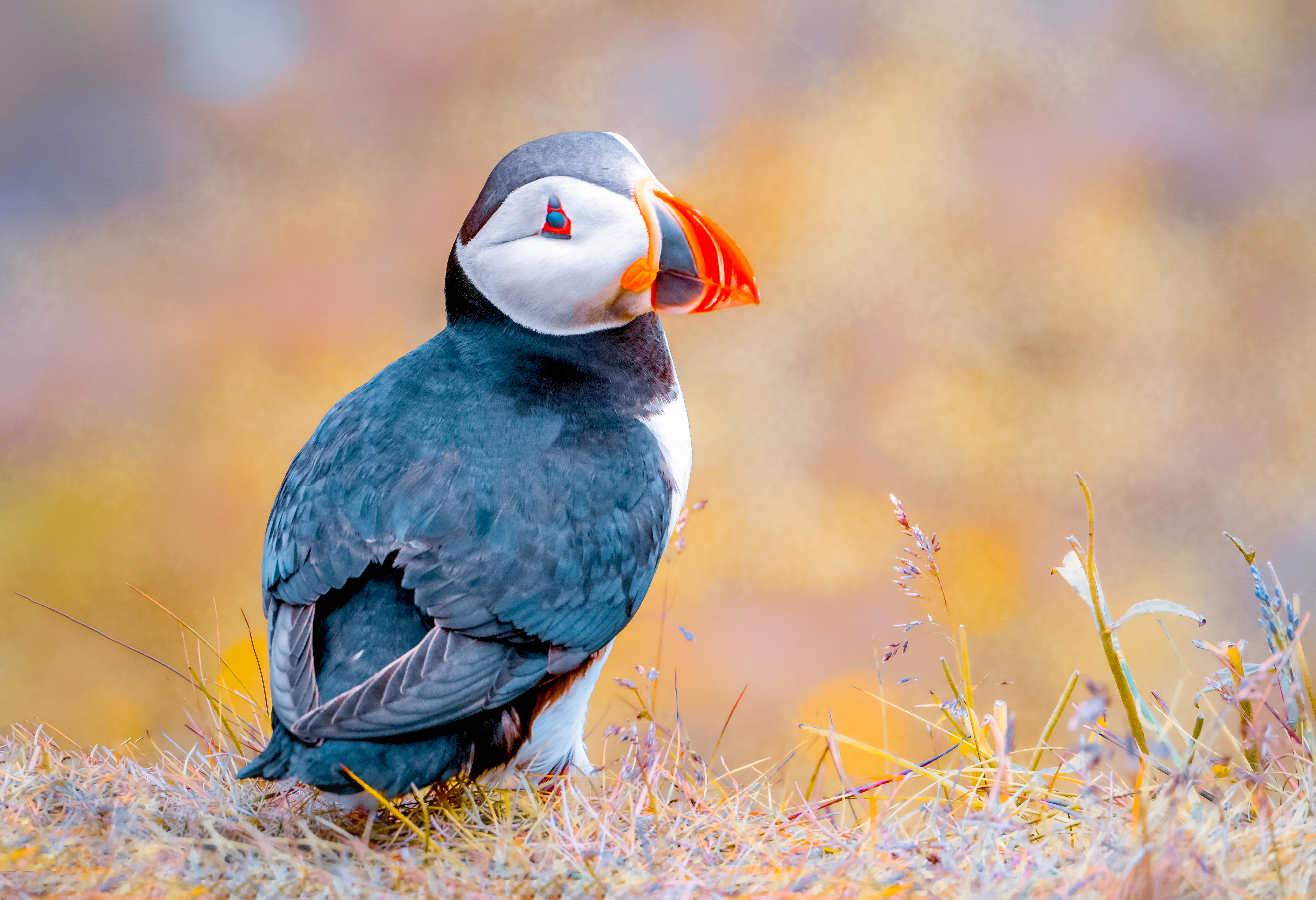 A Puffin Break #49