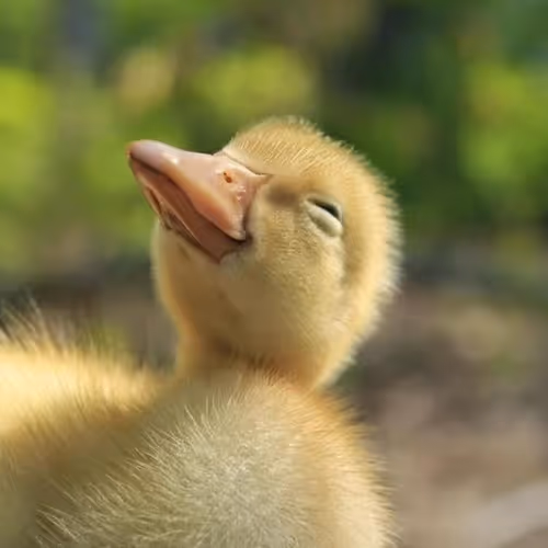 Duck