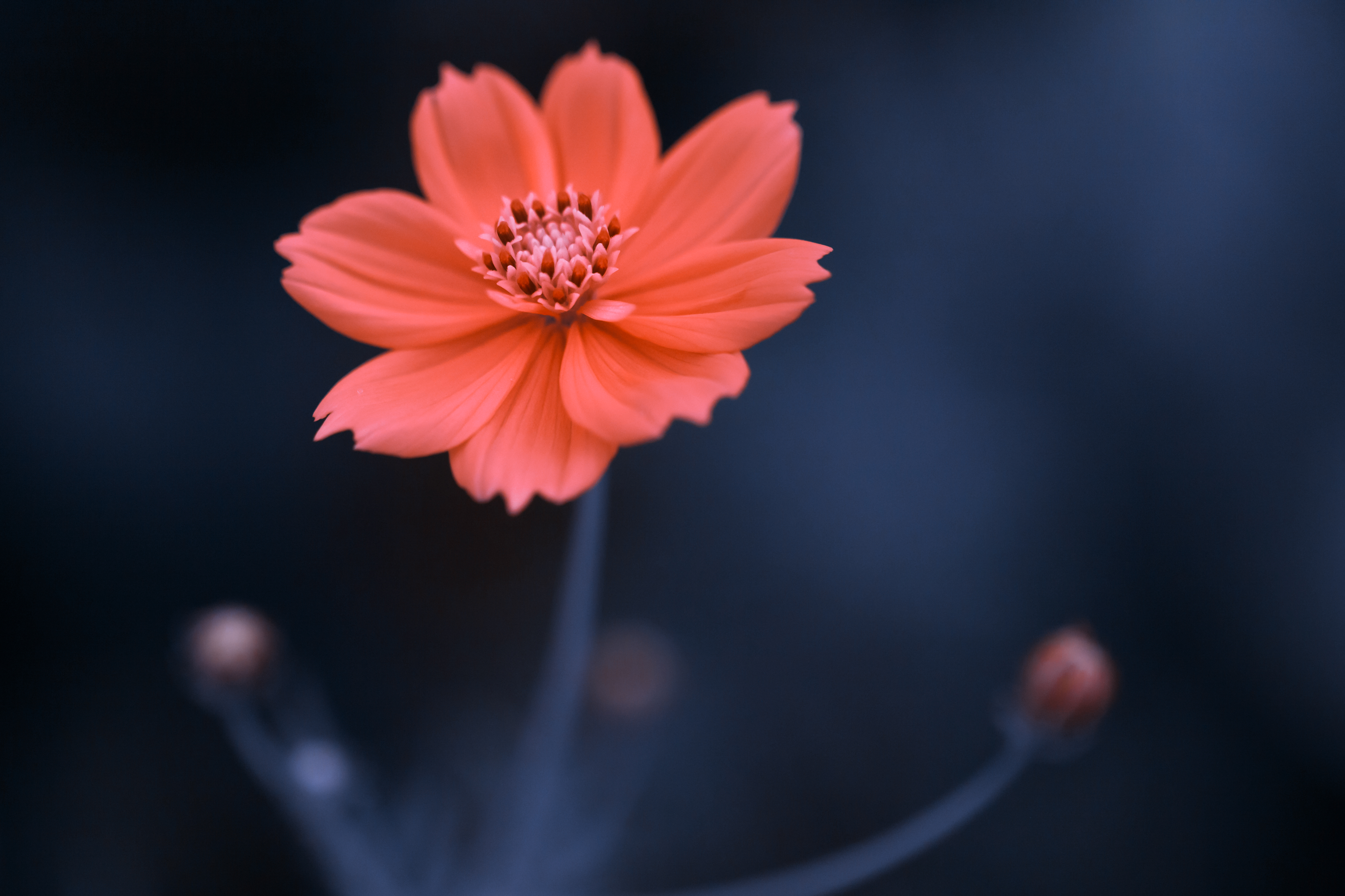 Flora 7