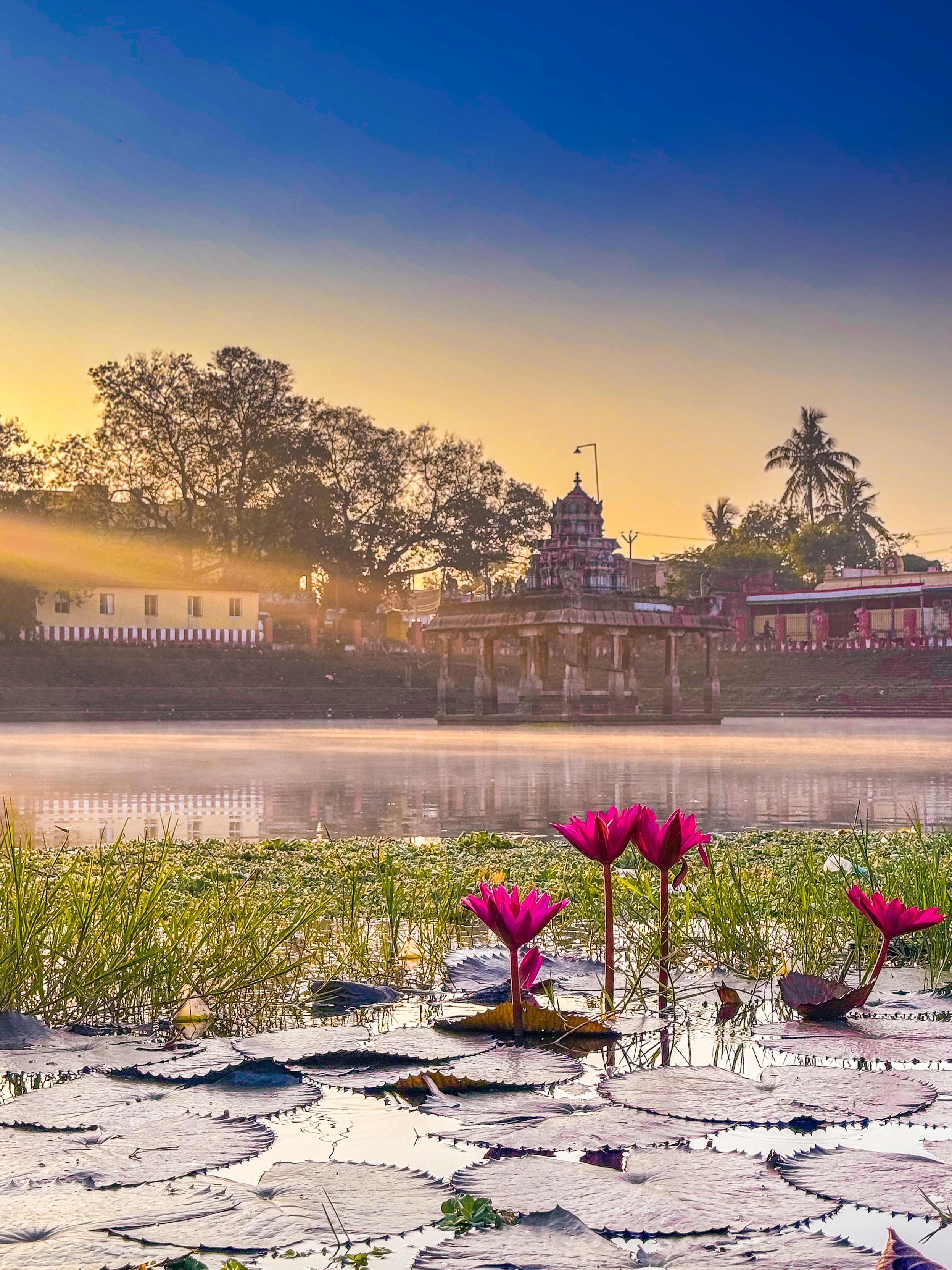 Golden light and Lilly 💜❤️