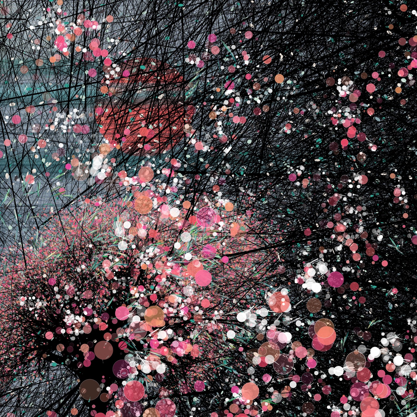 Sakura, cherry blossoms