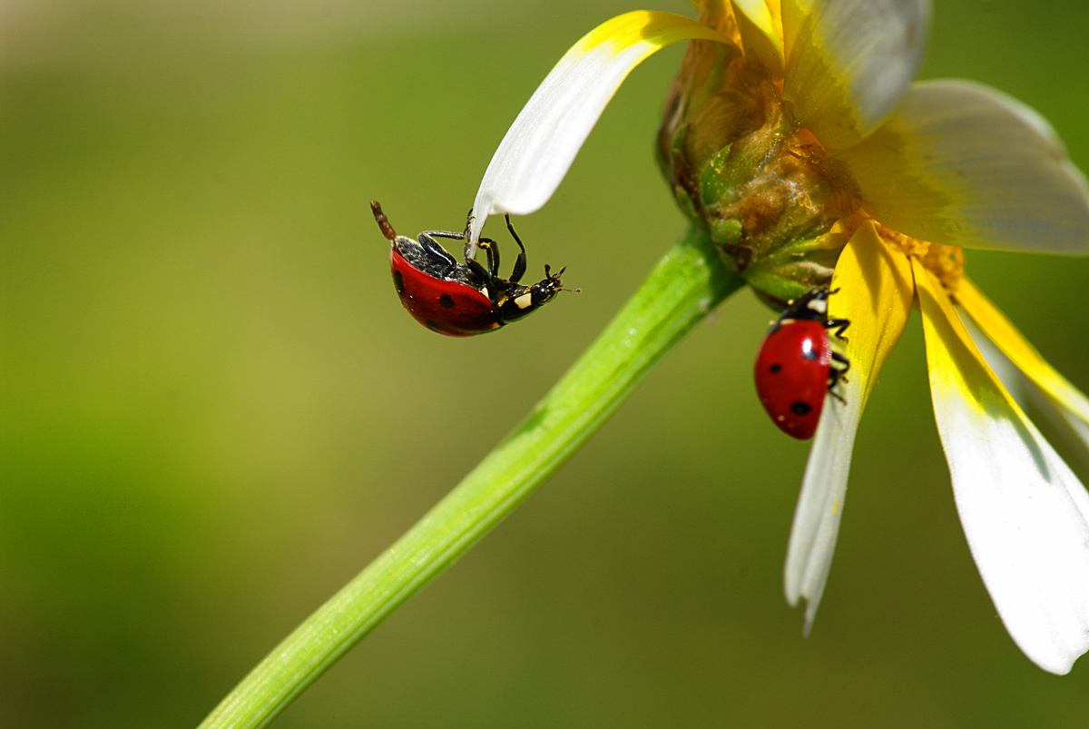Ladybird #19
