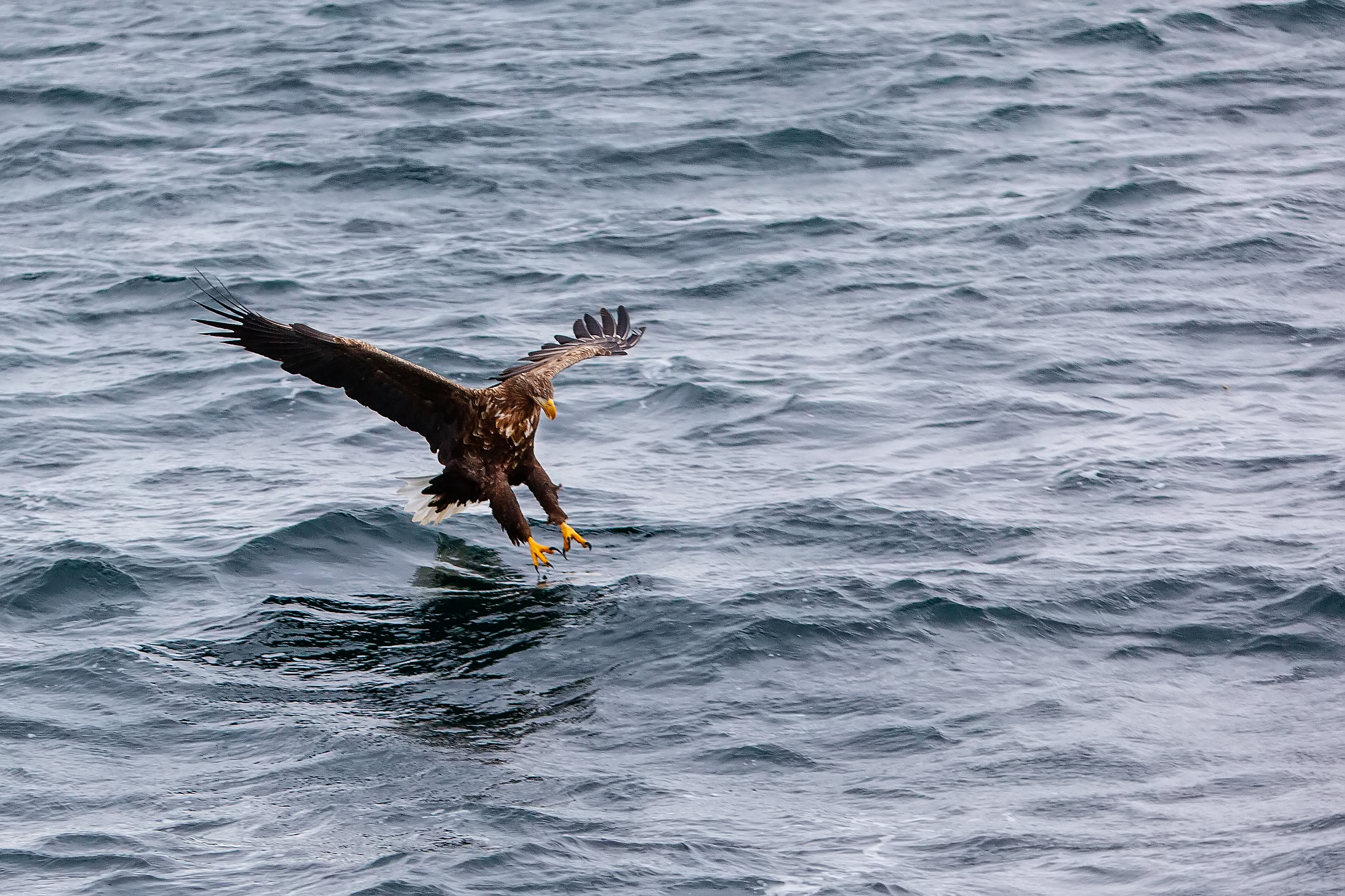 Eagles of  Tromsø #51