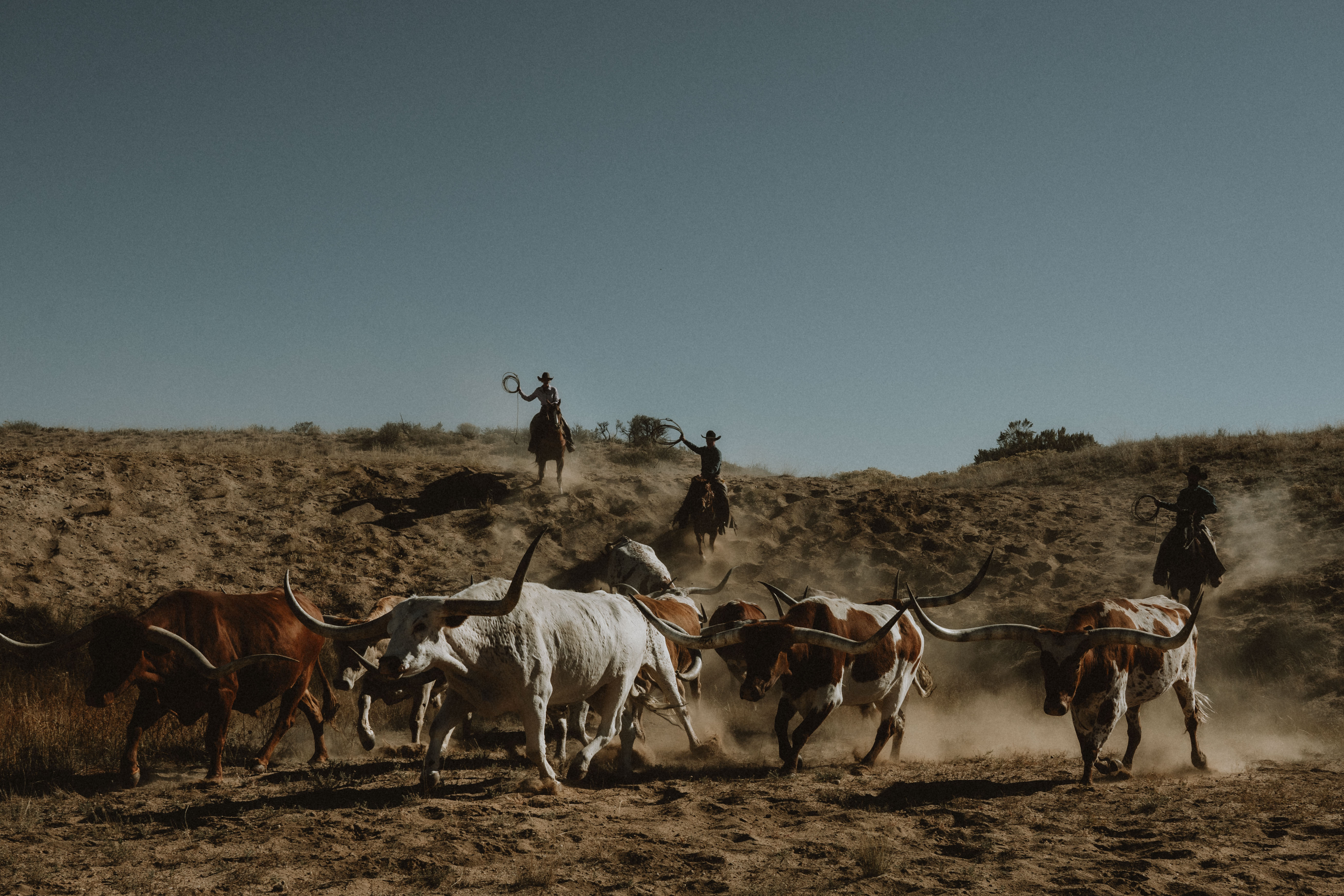 Cowboys and cattle