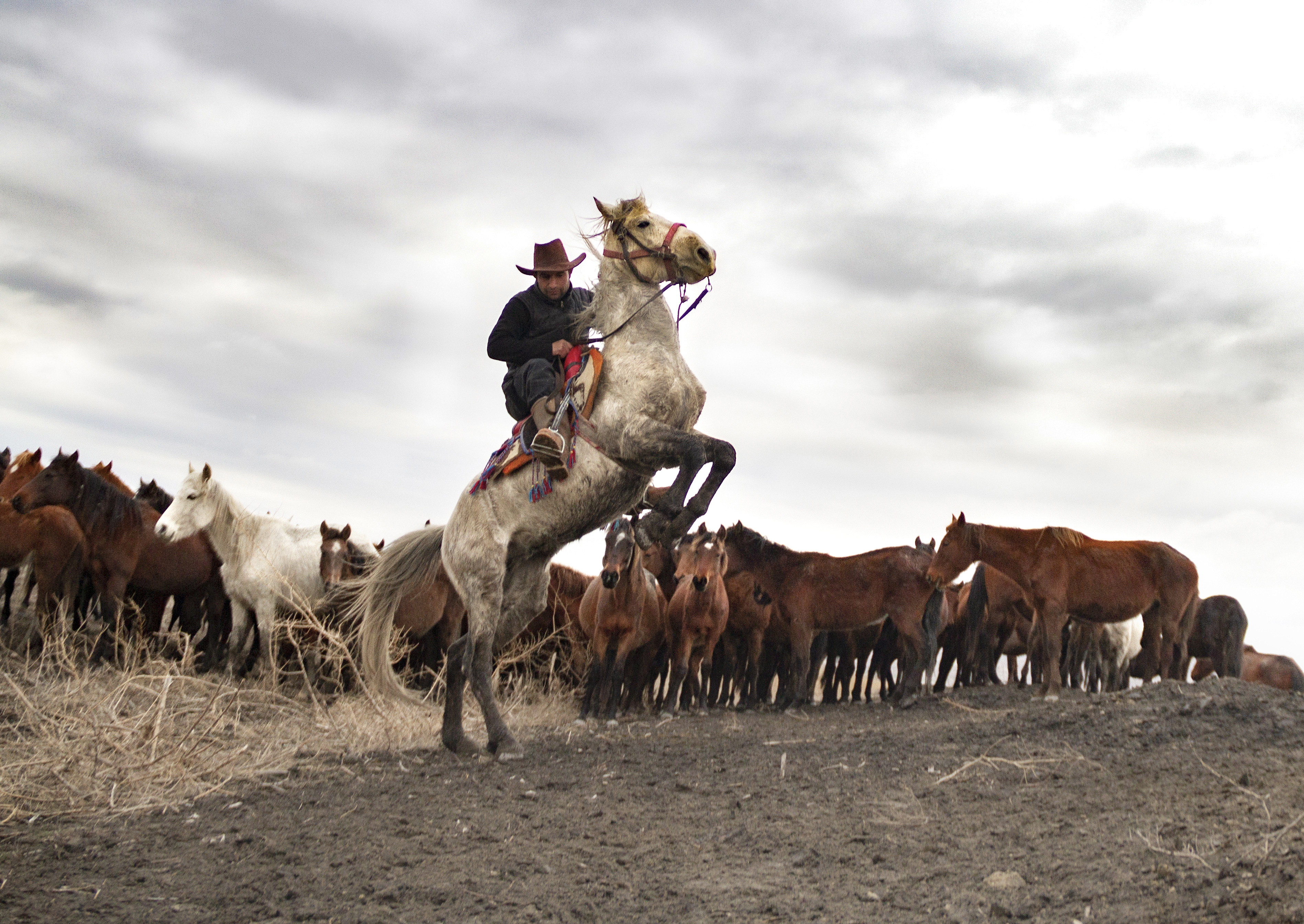 Wild horse #437