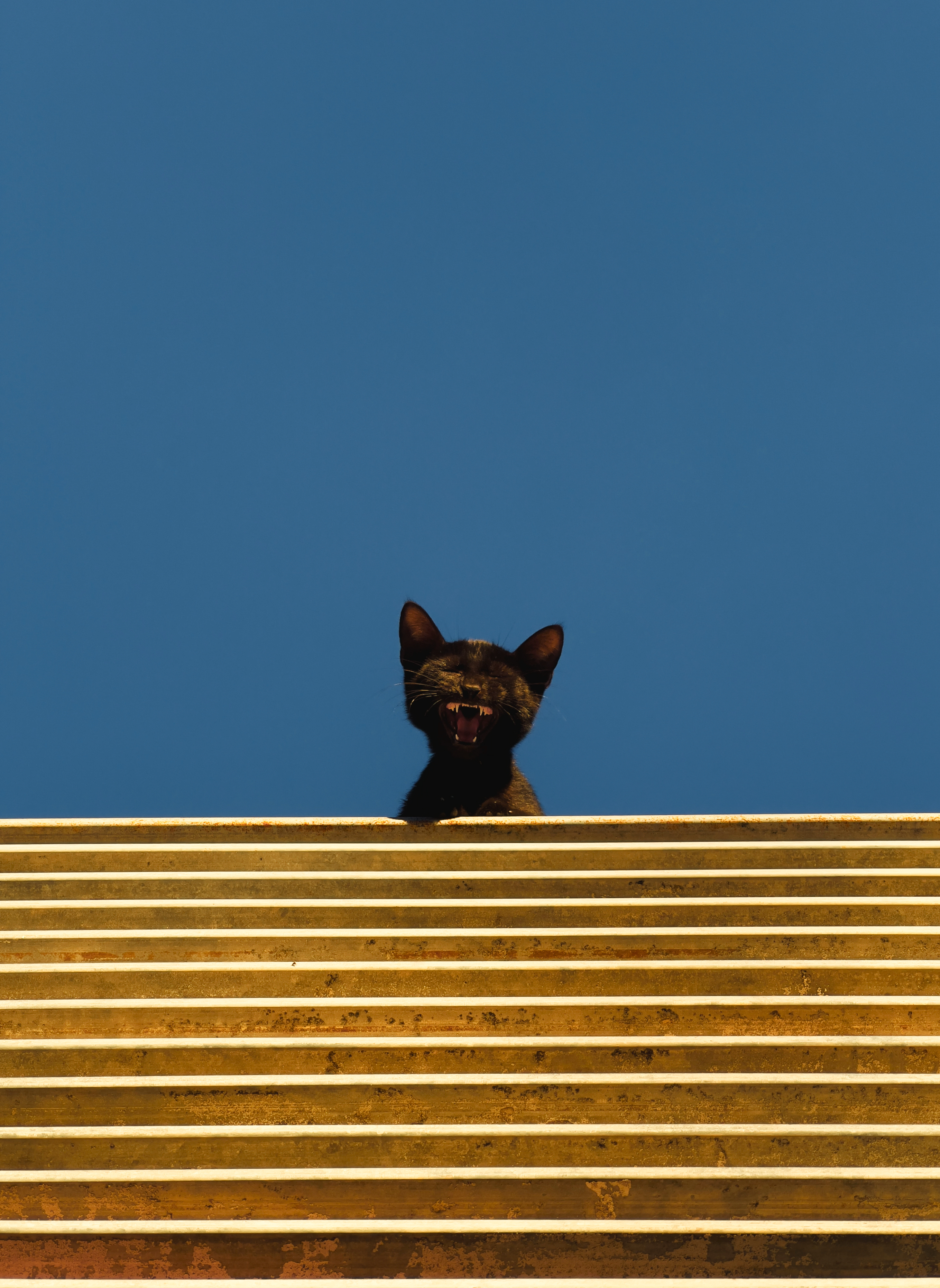 Small roaring feline #47