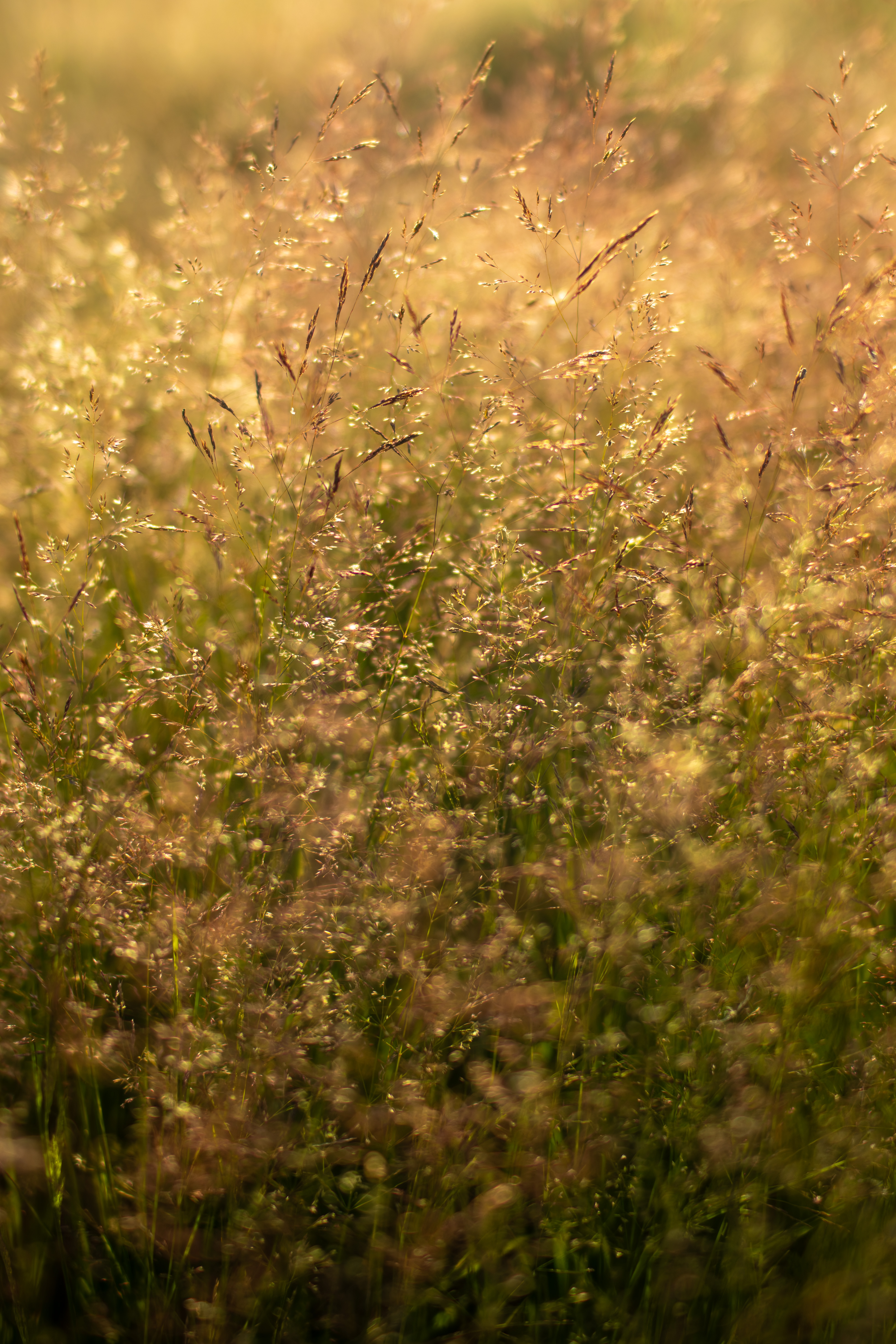 20240628  17A3468 CR3