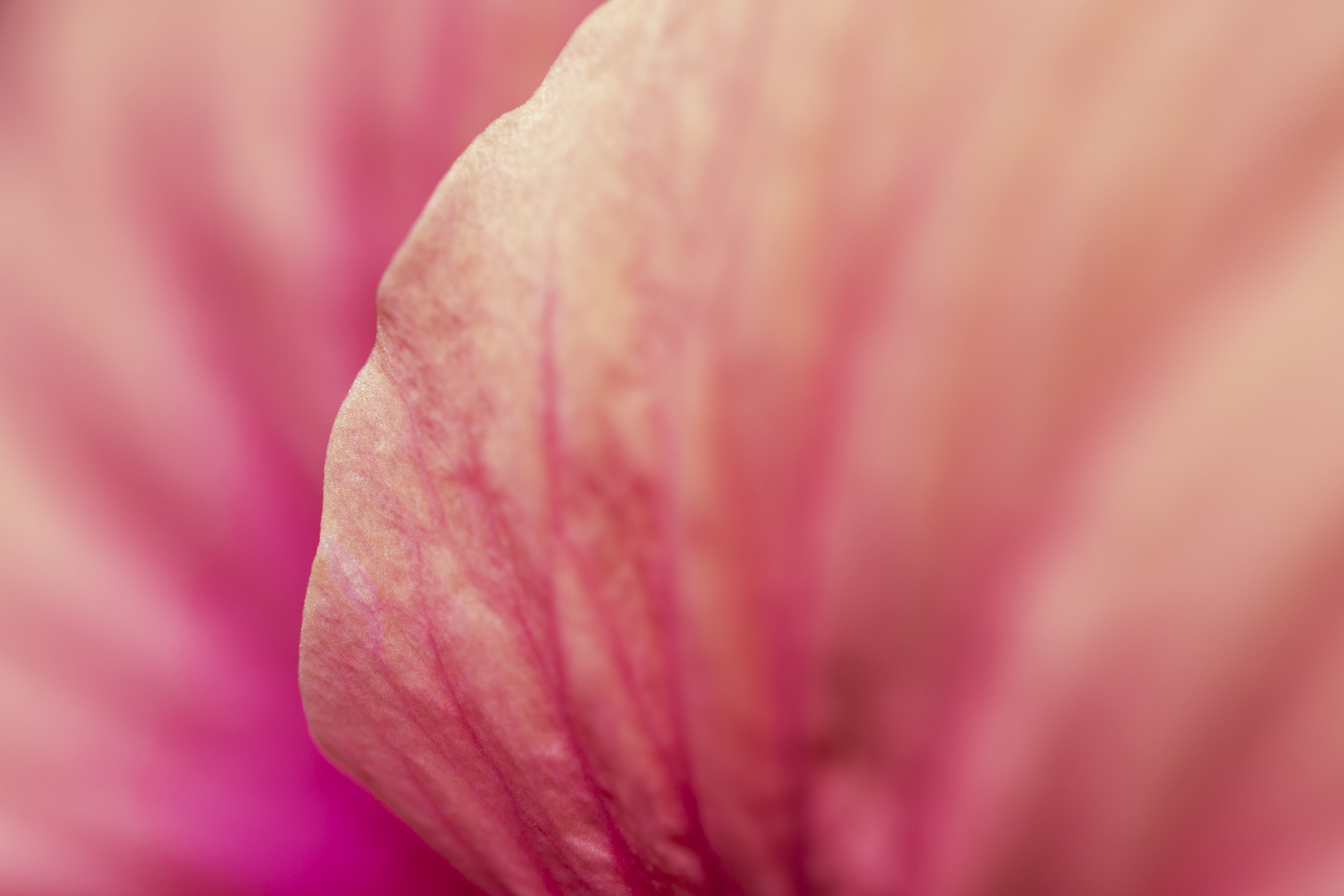 Flora 14