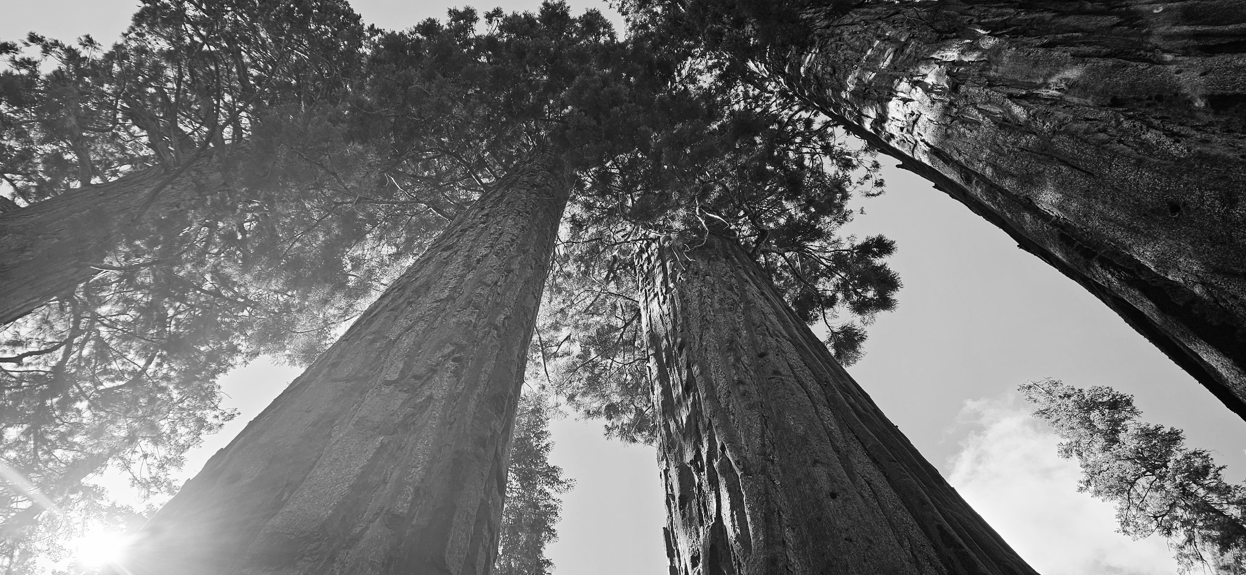Sequoia Sunlight #25