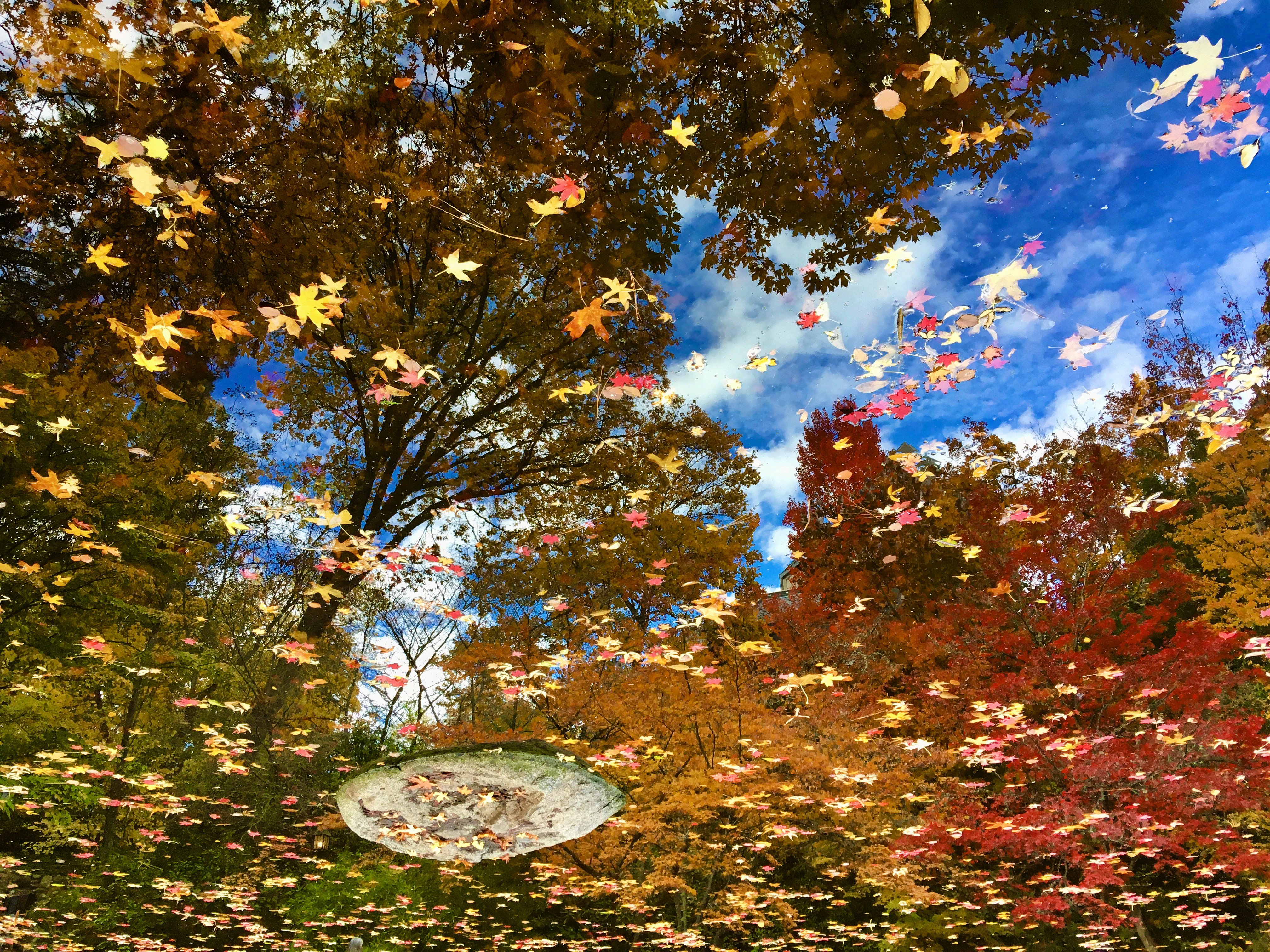 Autumn Reflections
