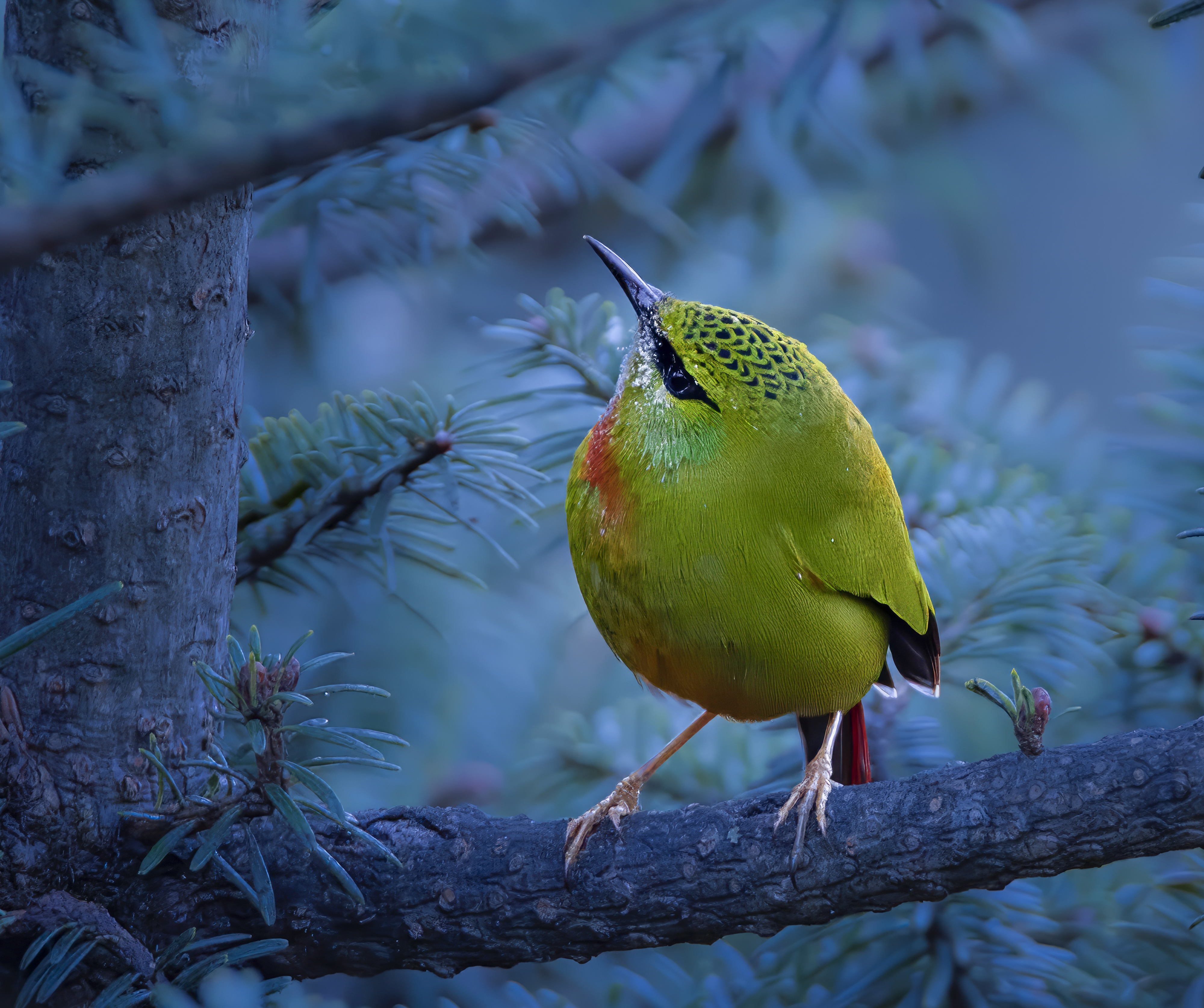 Fire-tailed Myzornis