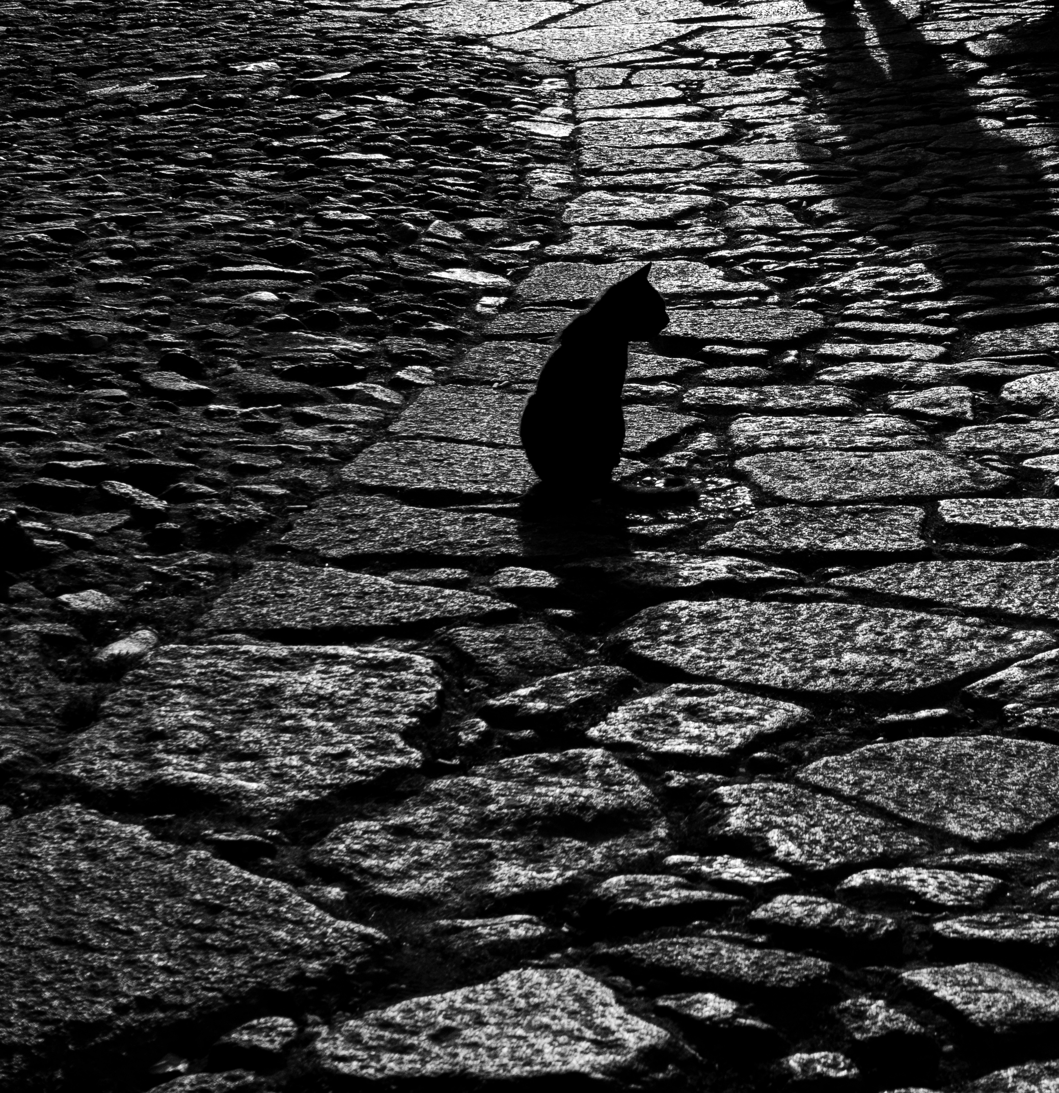 CatRoad #35