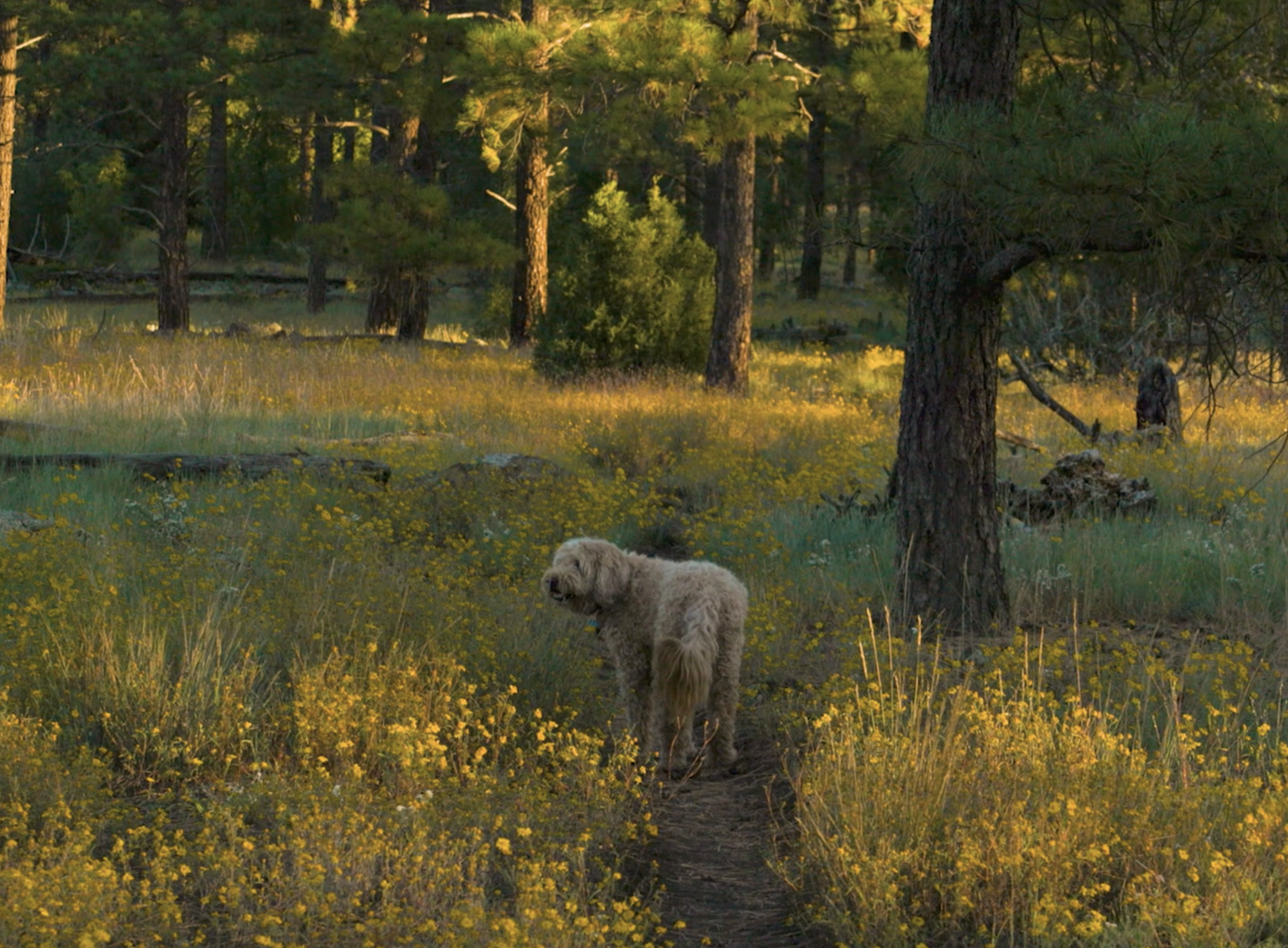 Wildflower Morning #25