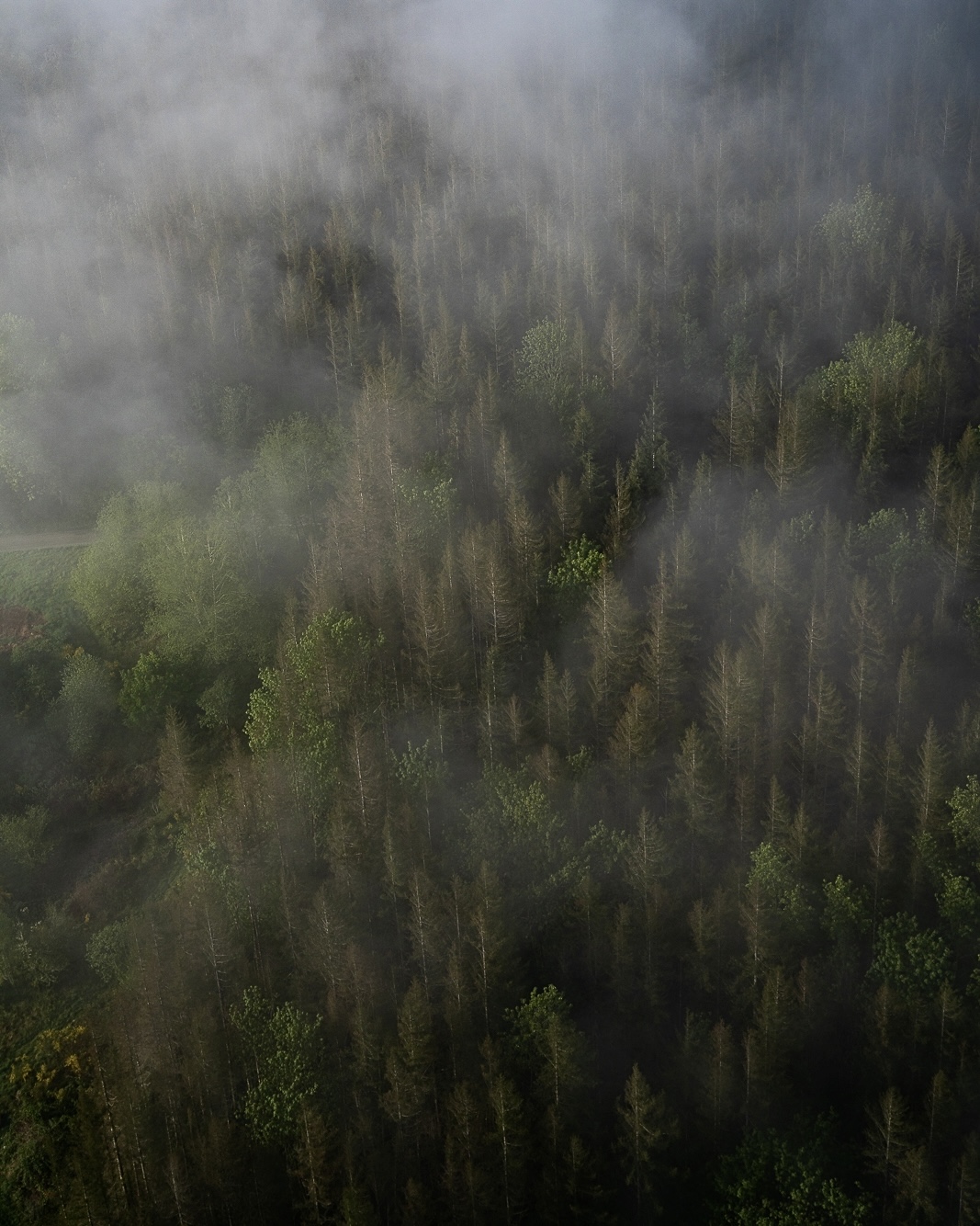 CHROMA: GREEN 002 //