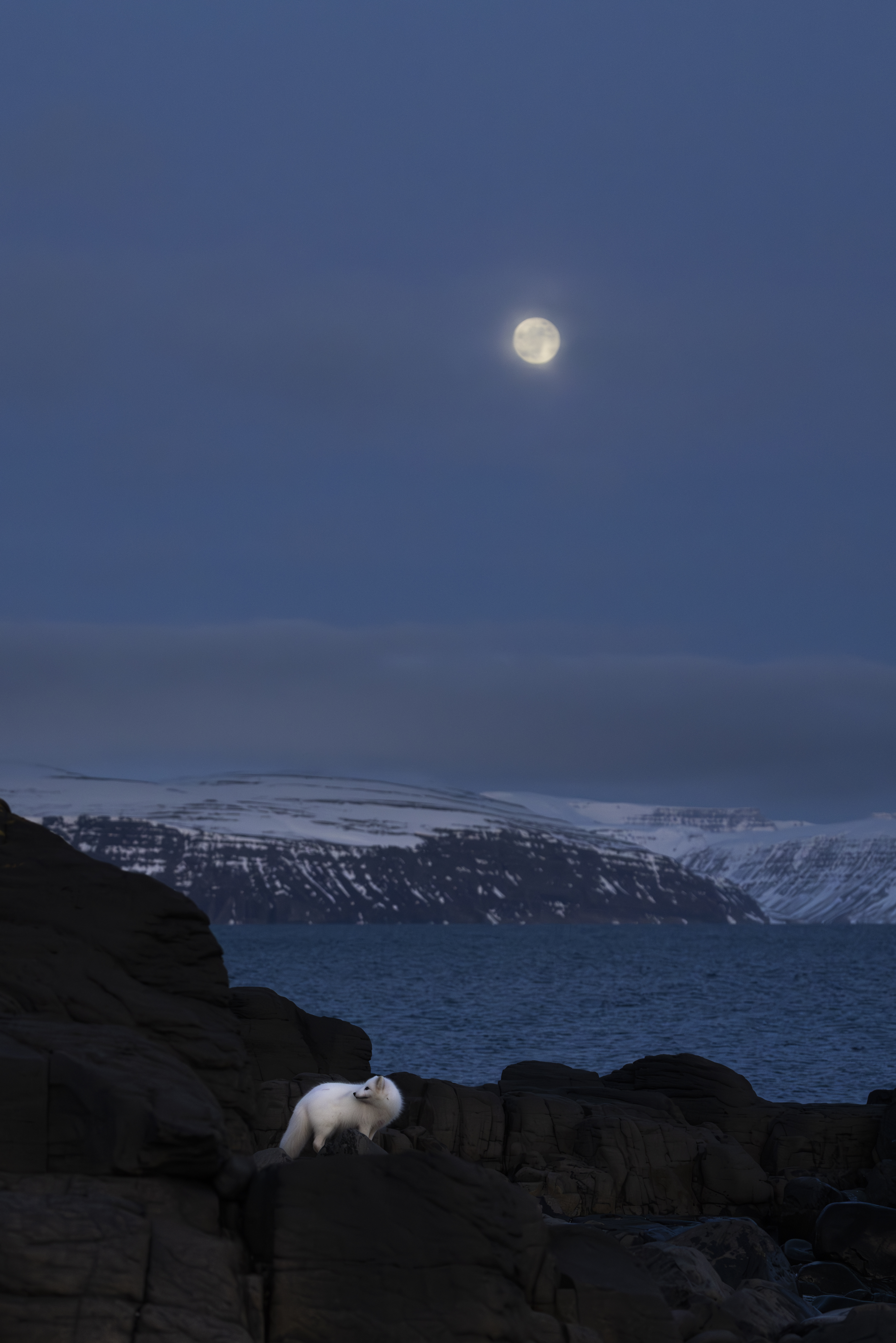 White Arctic Fox and Full Moon #1