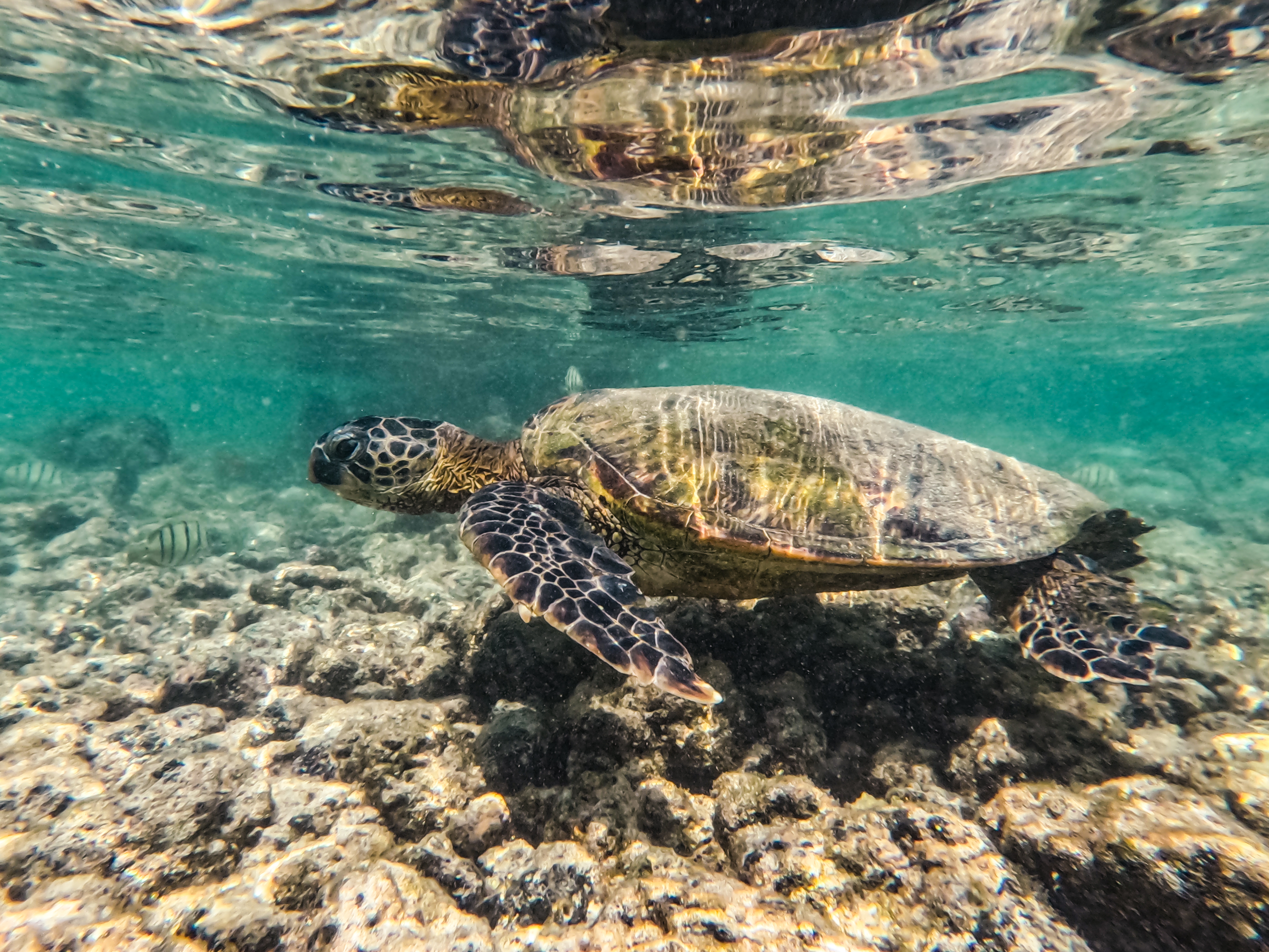 mirror mirror on the …