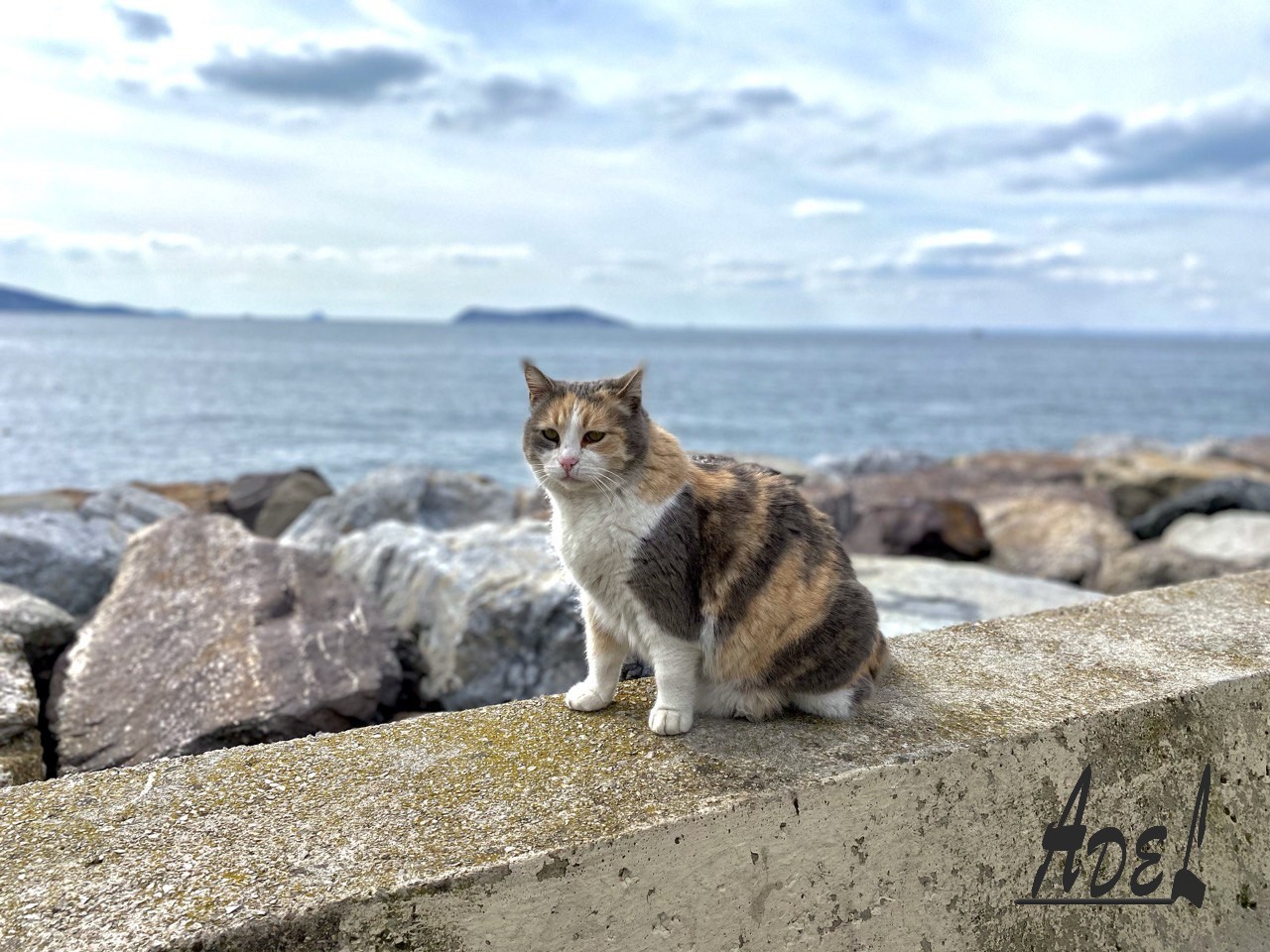 Cat on the Beach