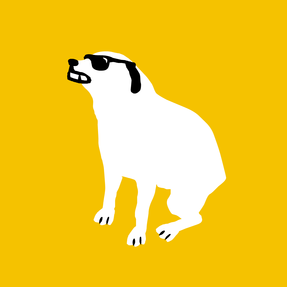 Samba Dog Now With Shades