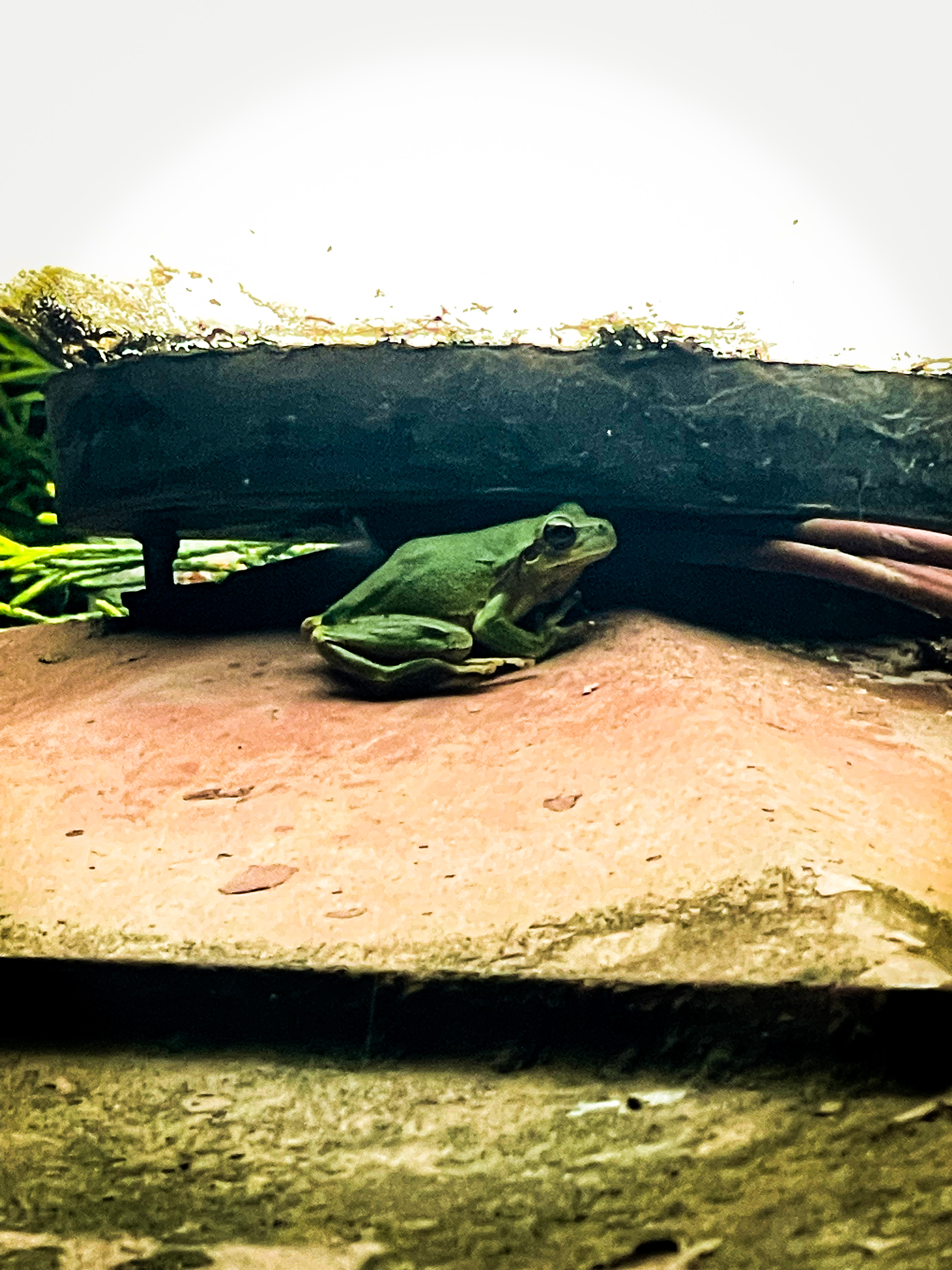 My spring friend #25