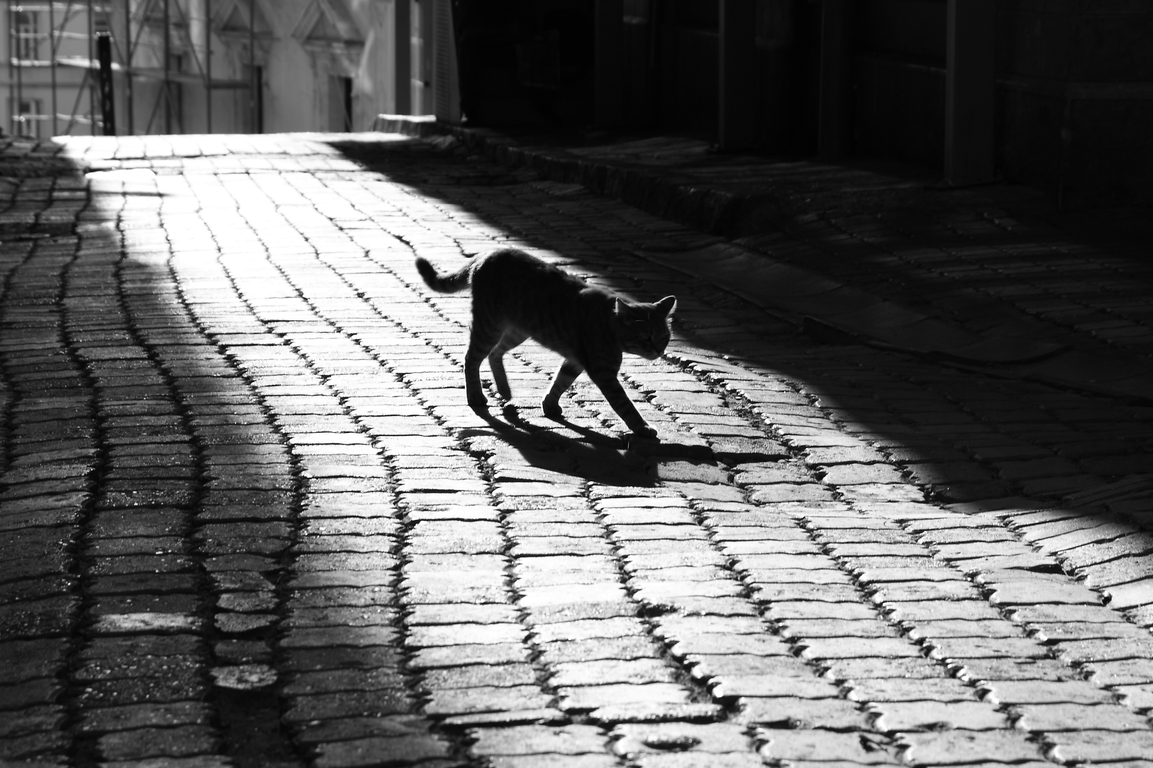 light and shadow #17