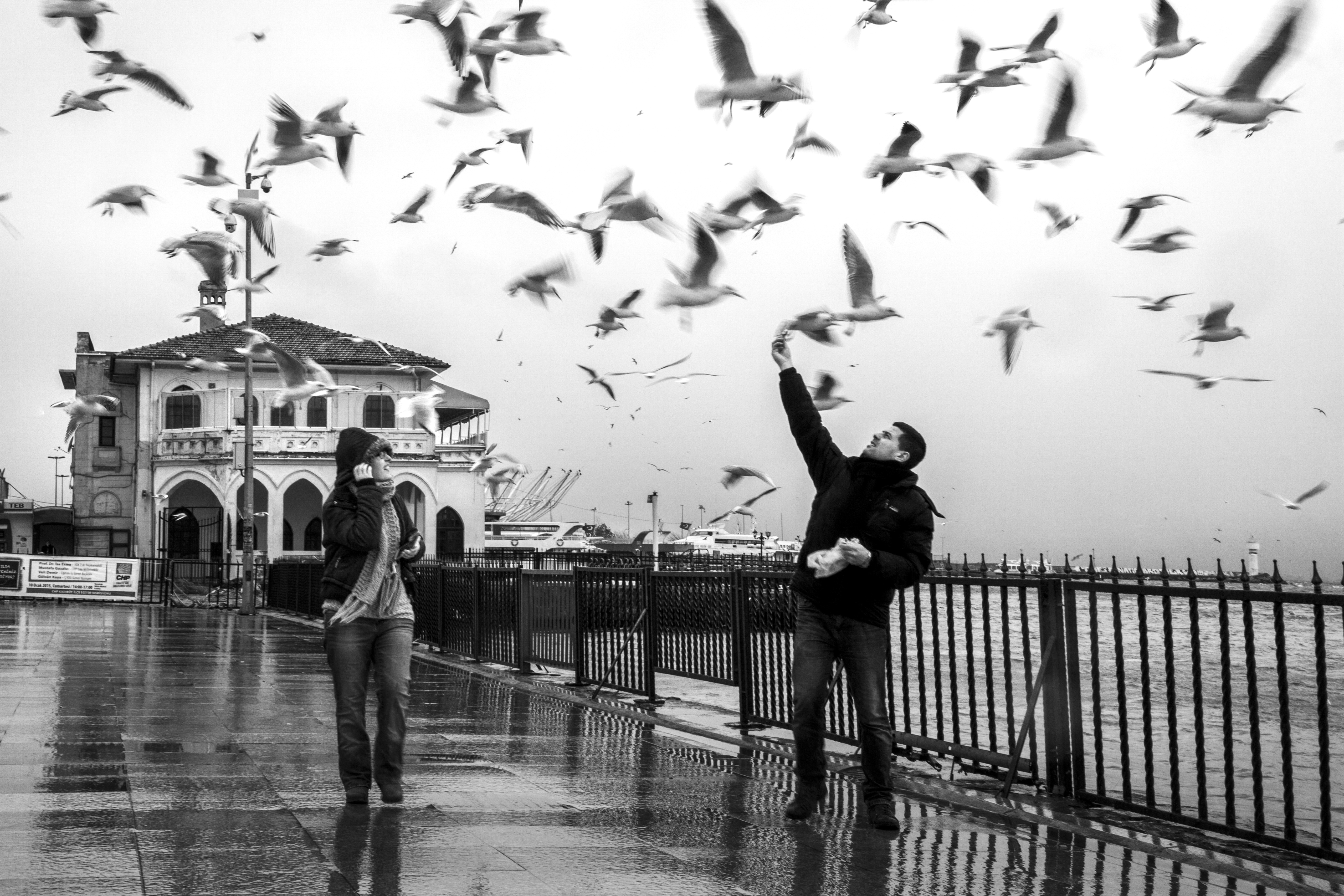 Feeding the seagulls #1