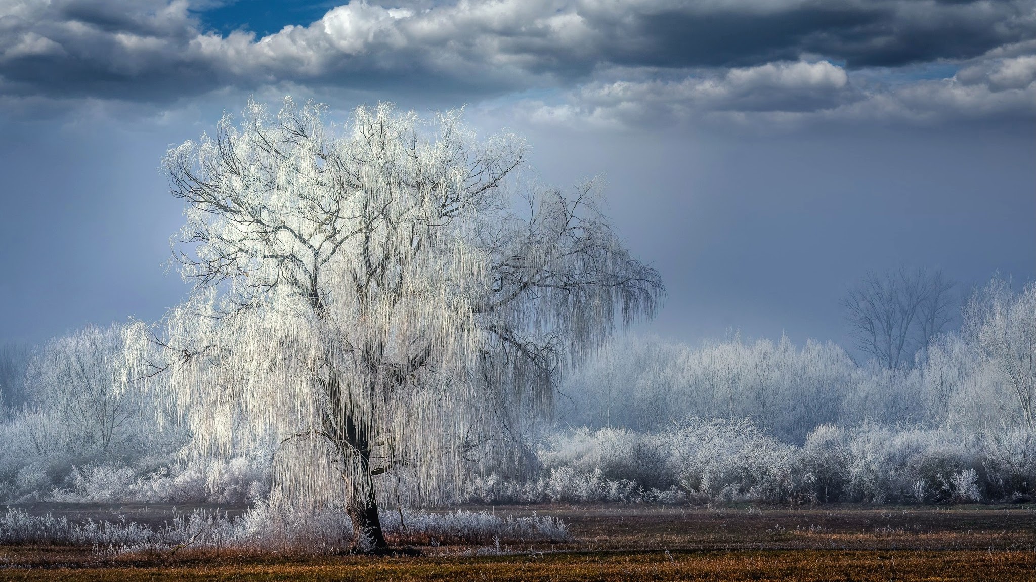 frozen