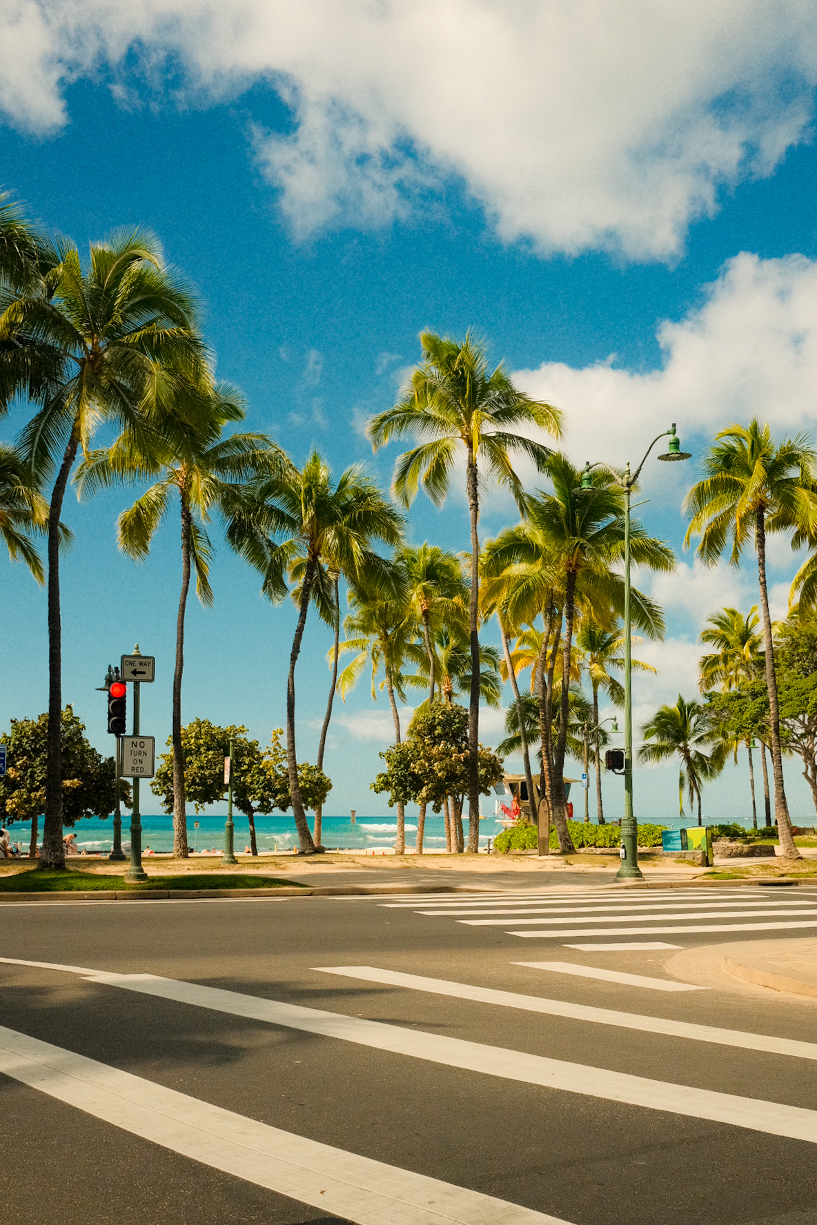 The heart of palms