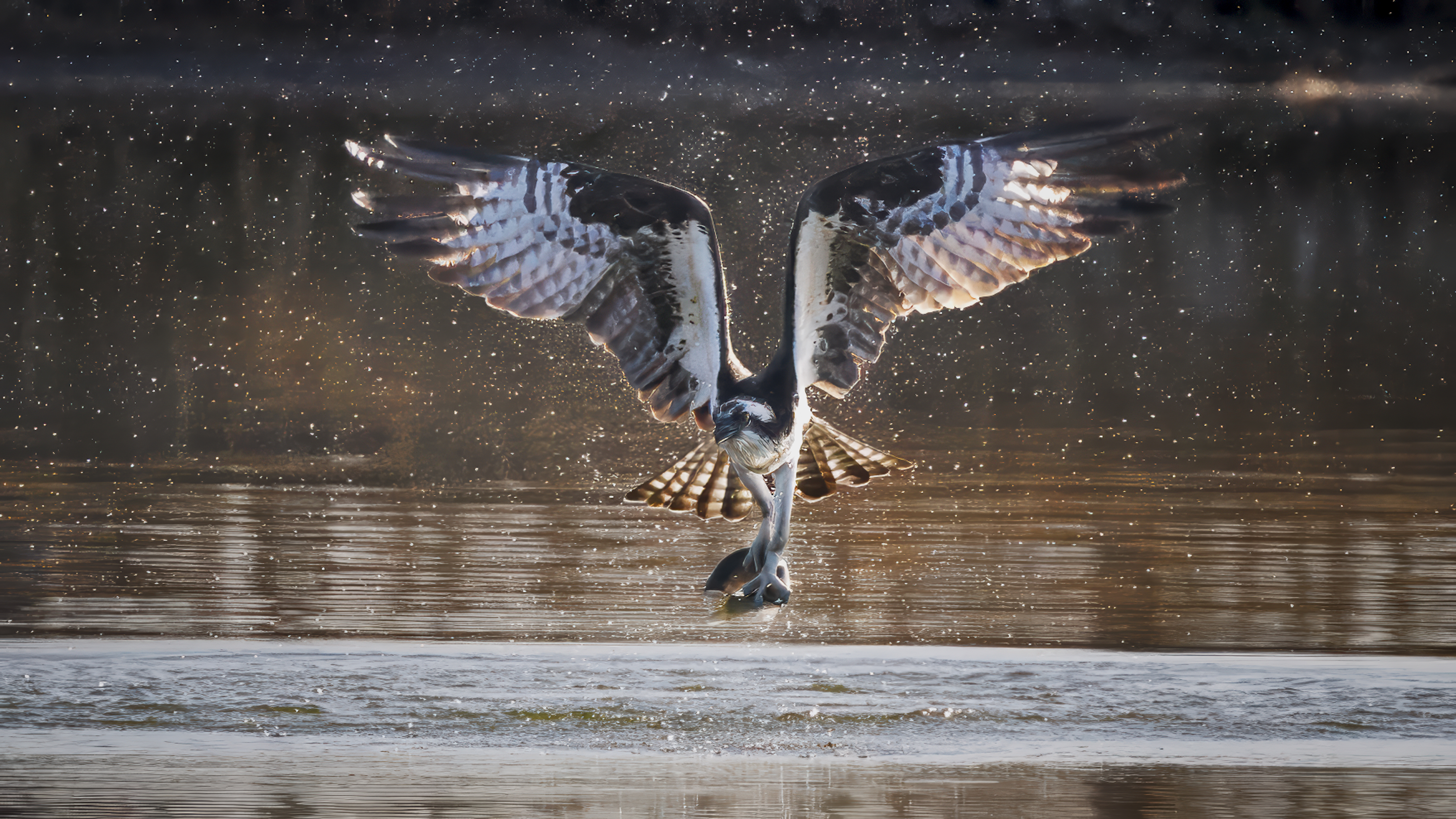 Backlit Bird