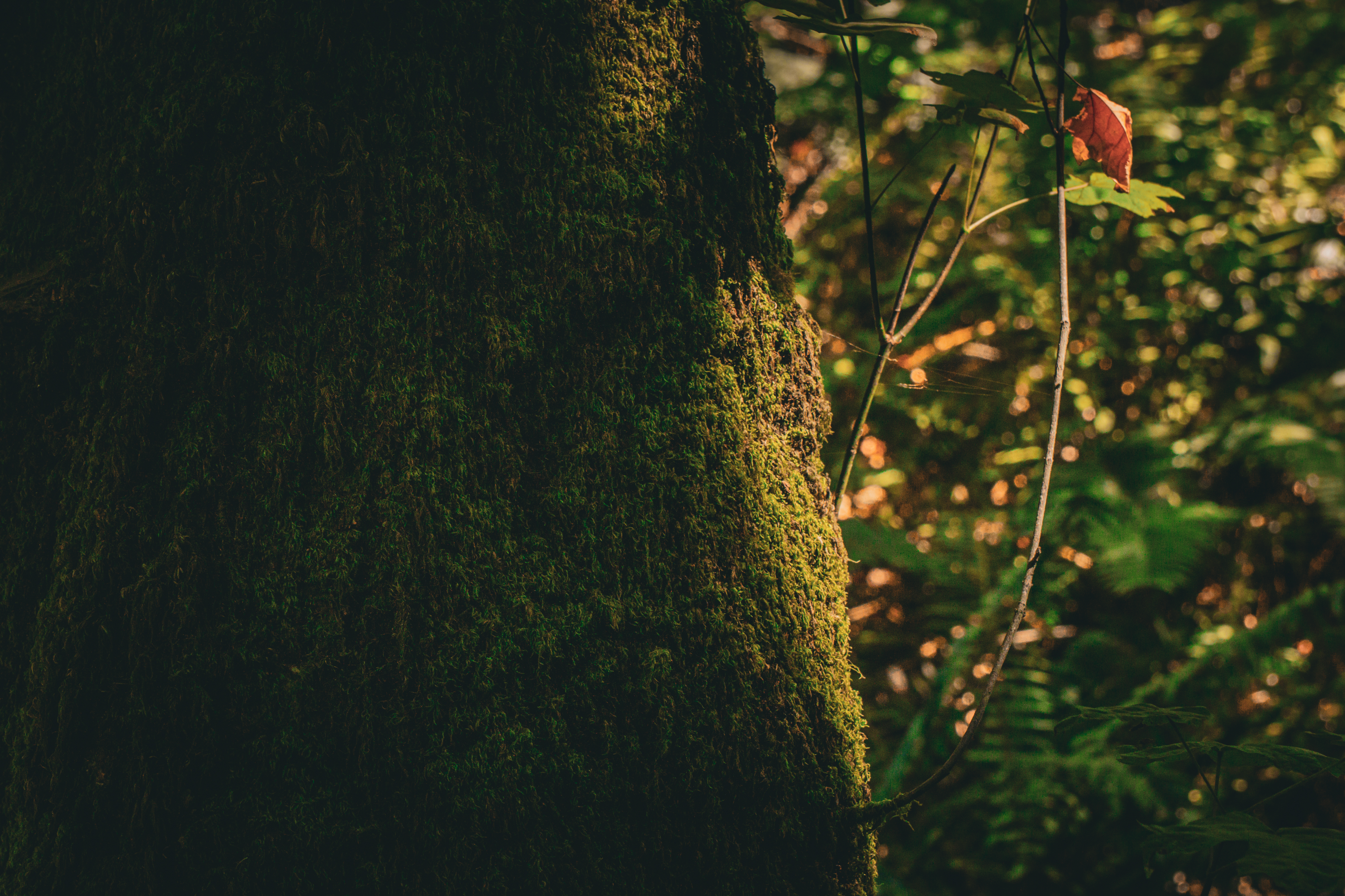 red woods 3