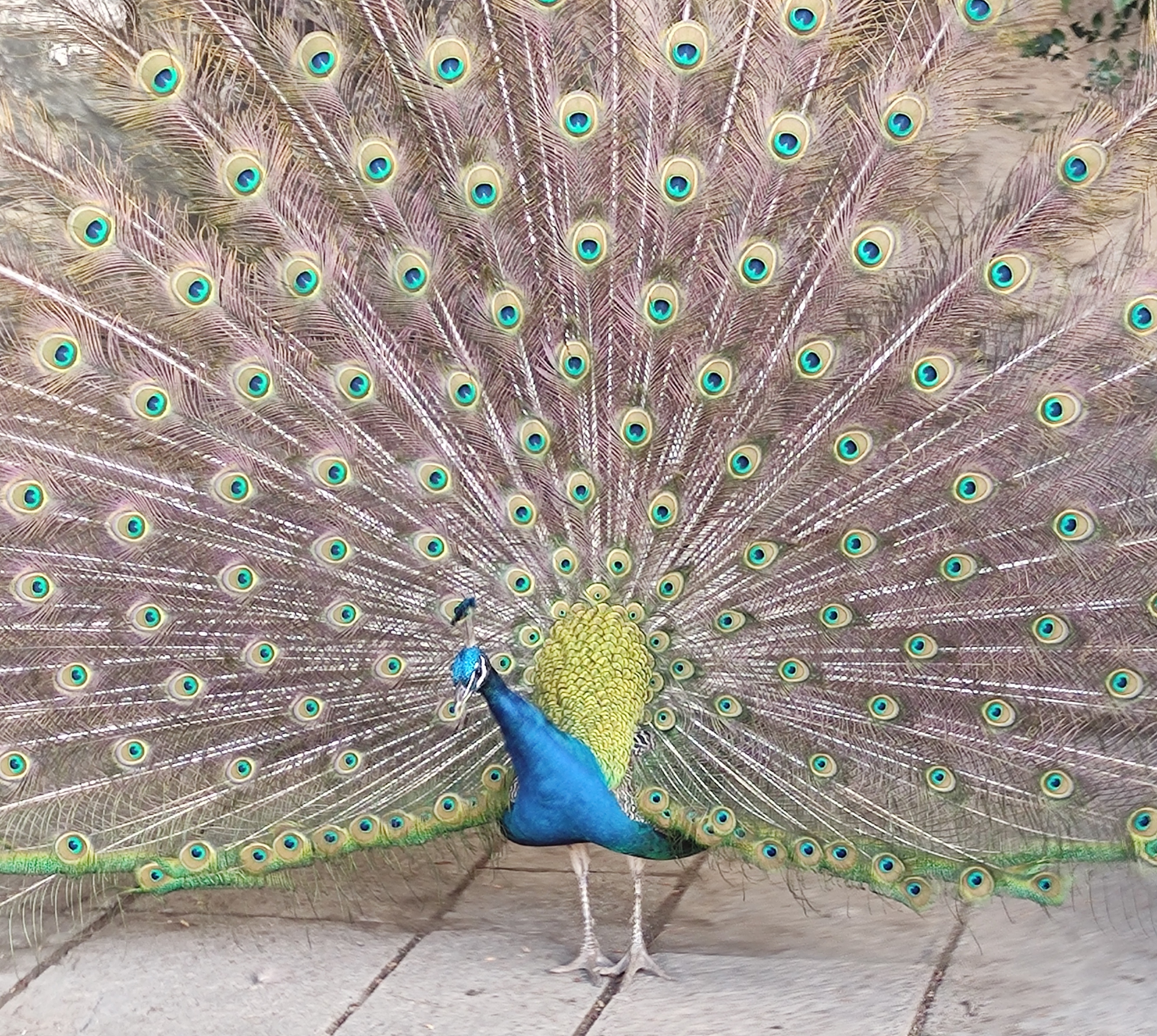 Feathered Rhapsody