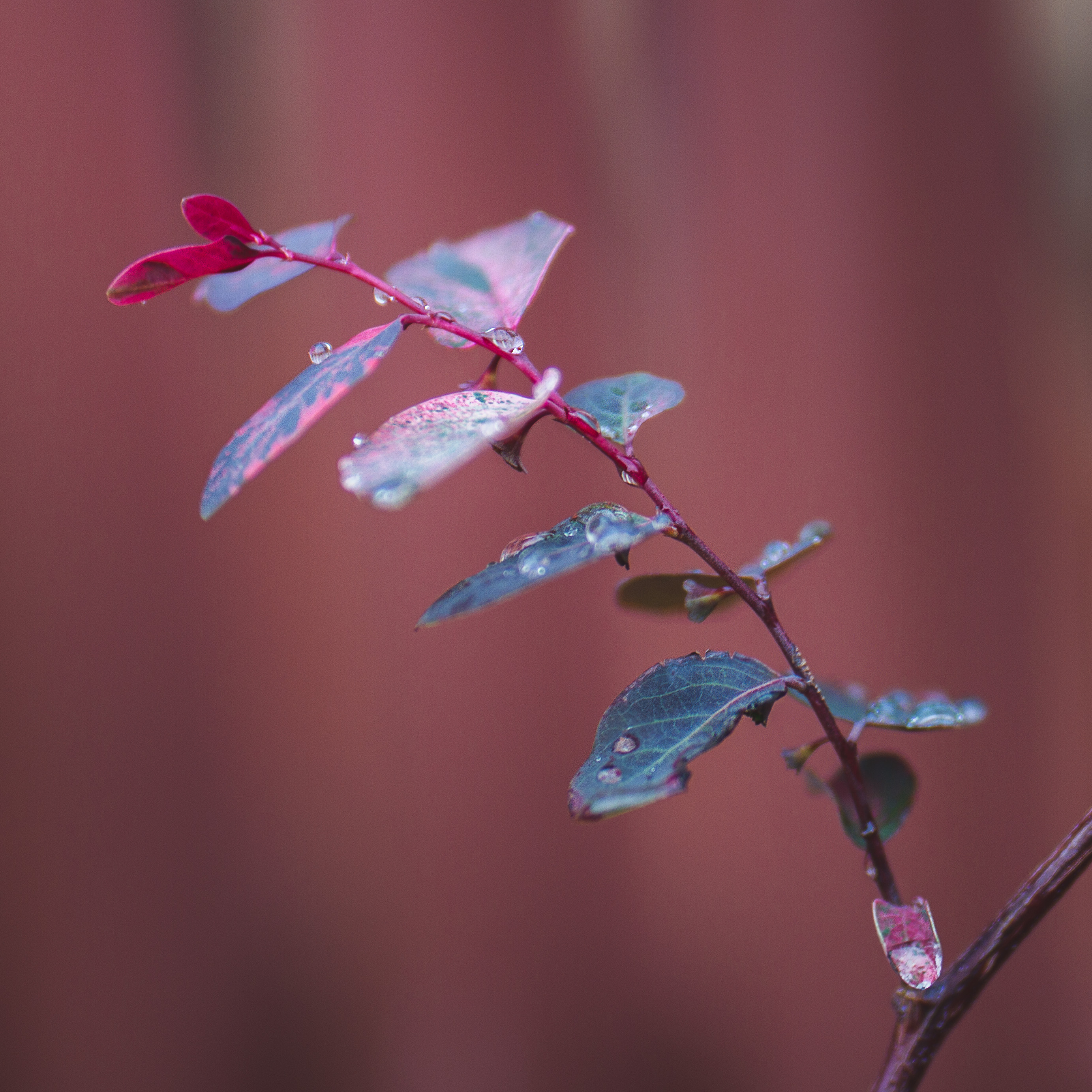 After the Rain