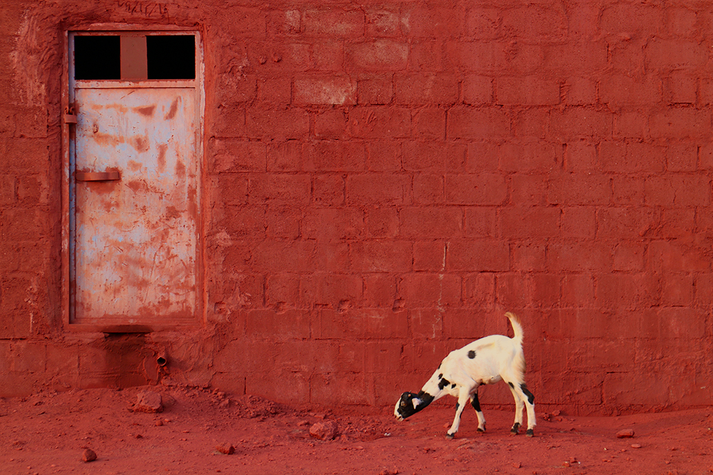 The oblivious little goat.