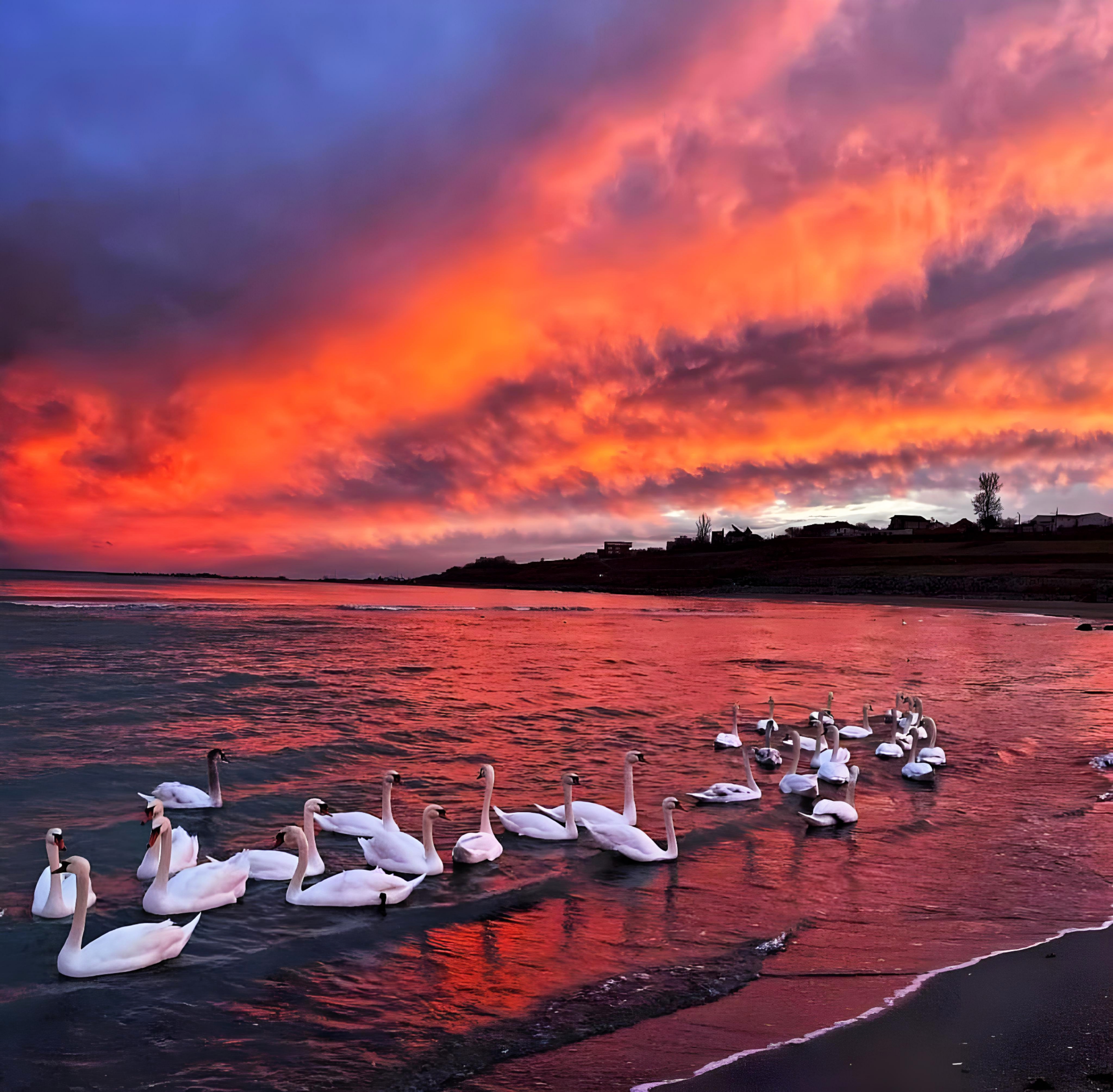 Swans #3