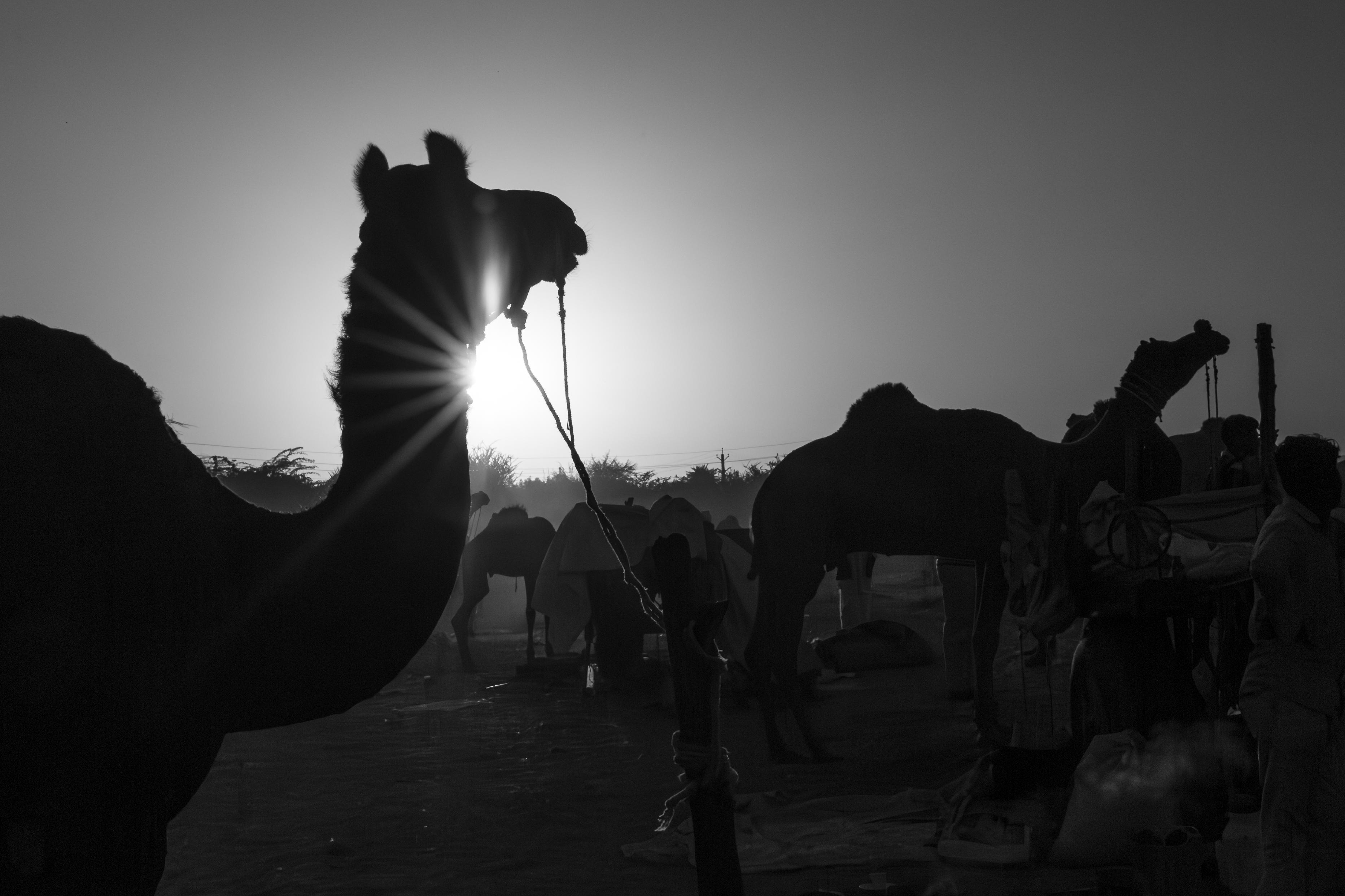 Camel at Pushkar #11
