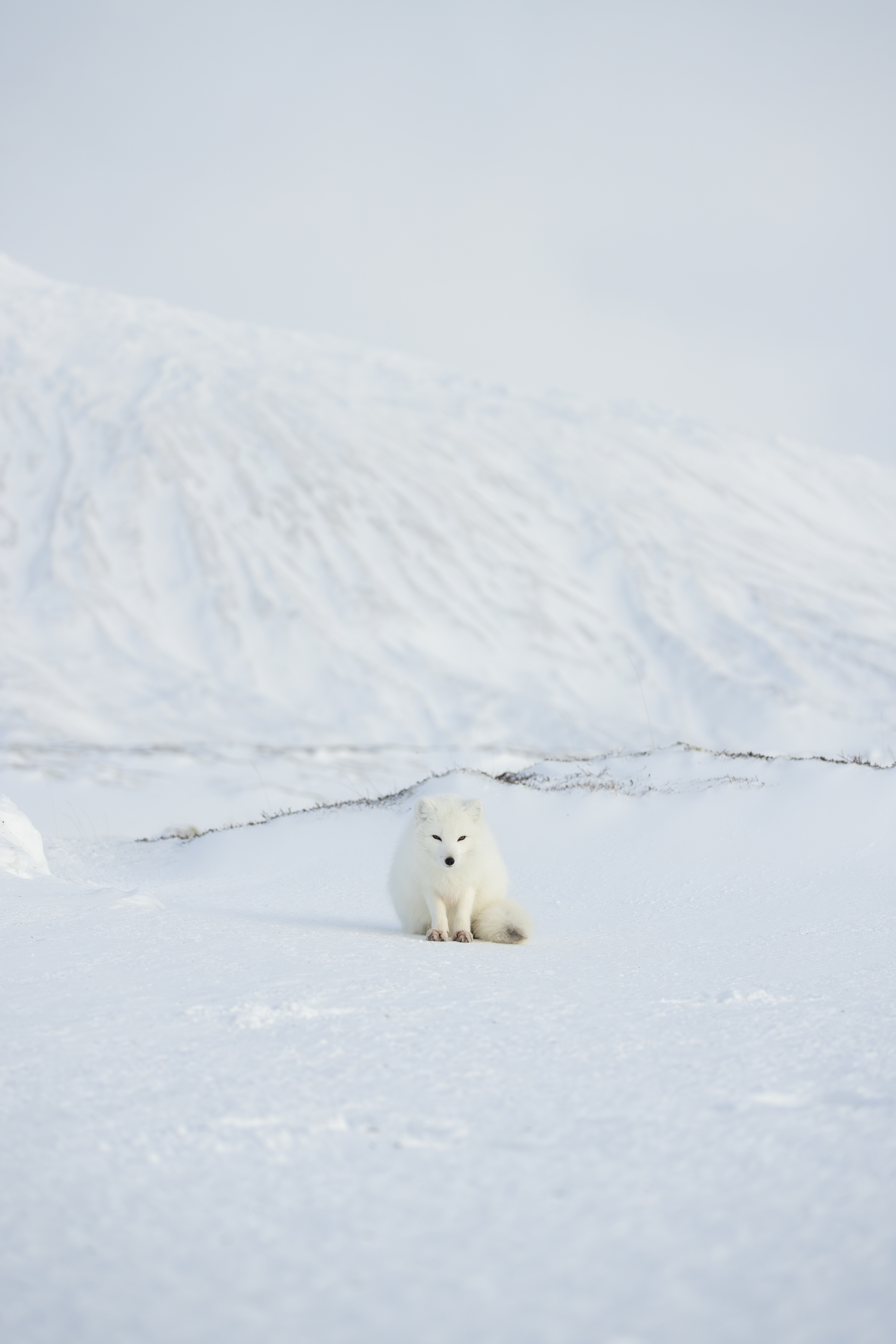 Arctic Fox