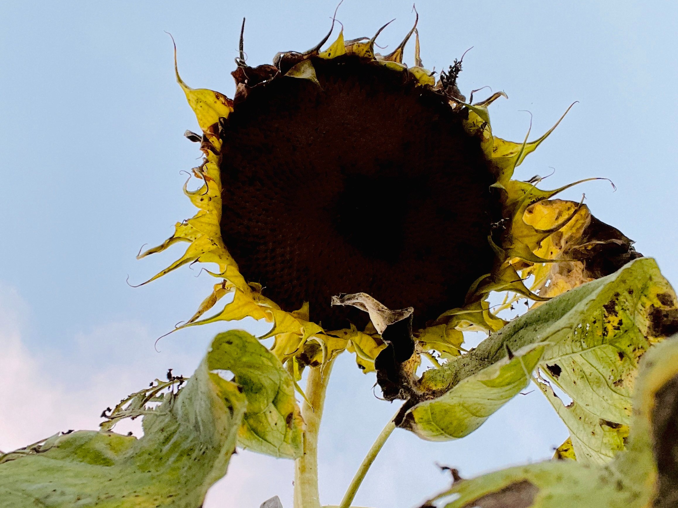 error.garden is now live on the internet.