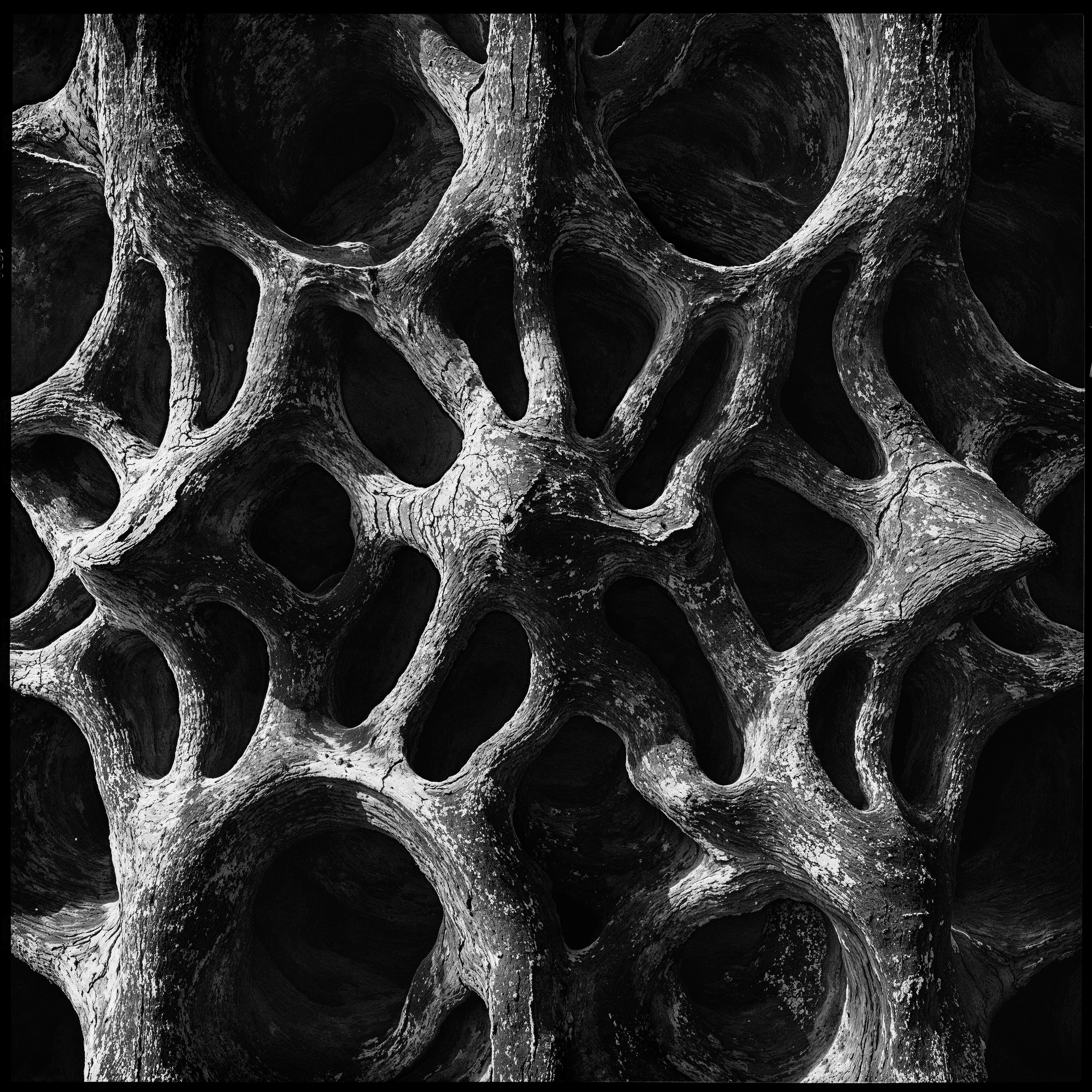 "roots and branches" #39