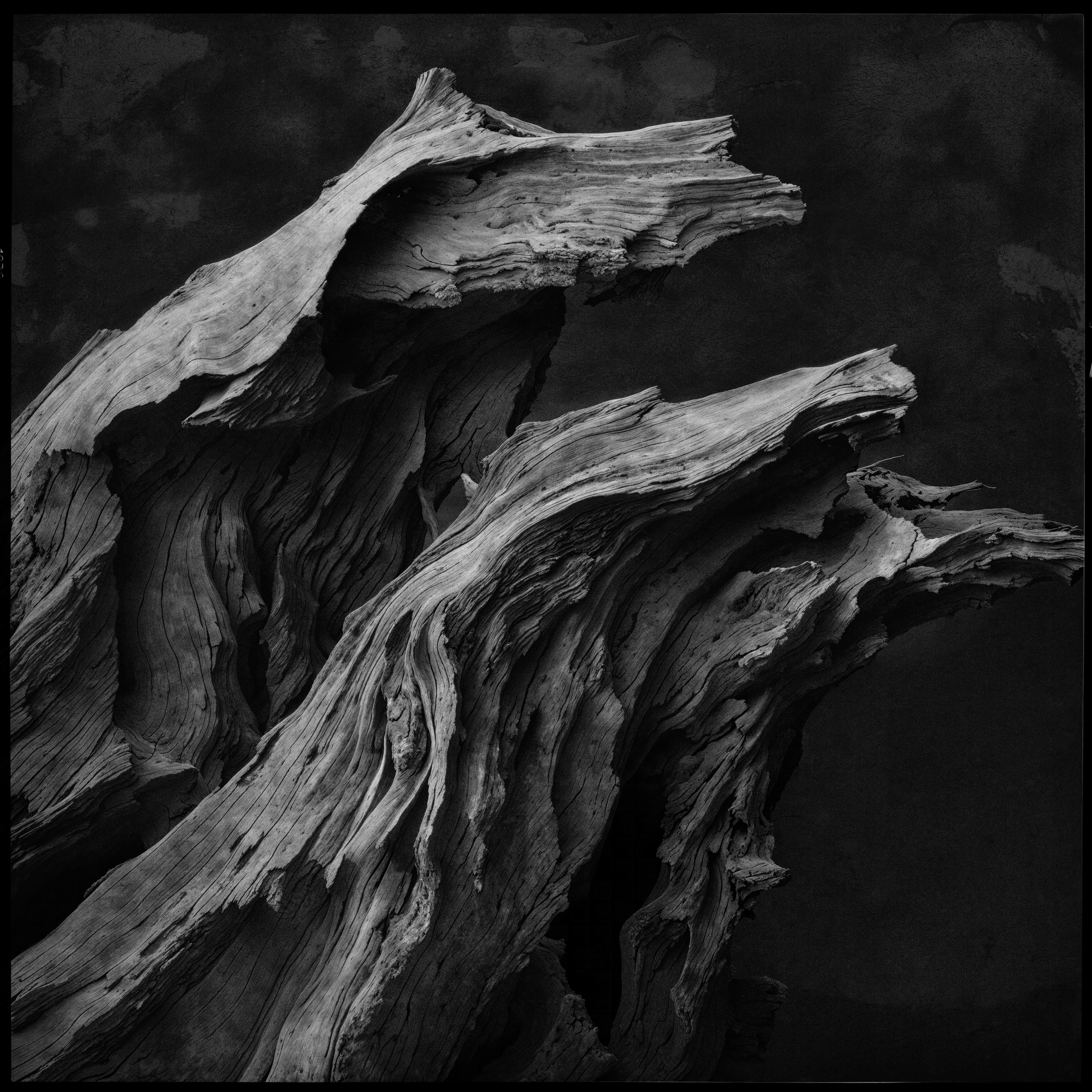 "roots and branches" #26