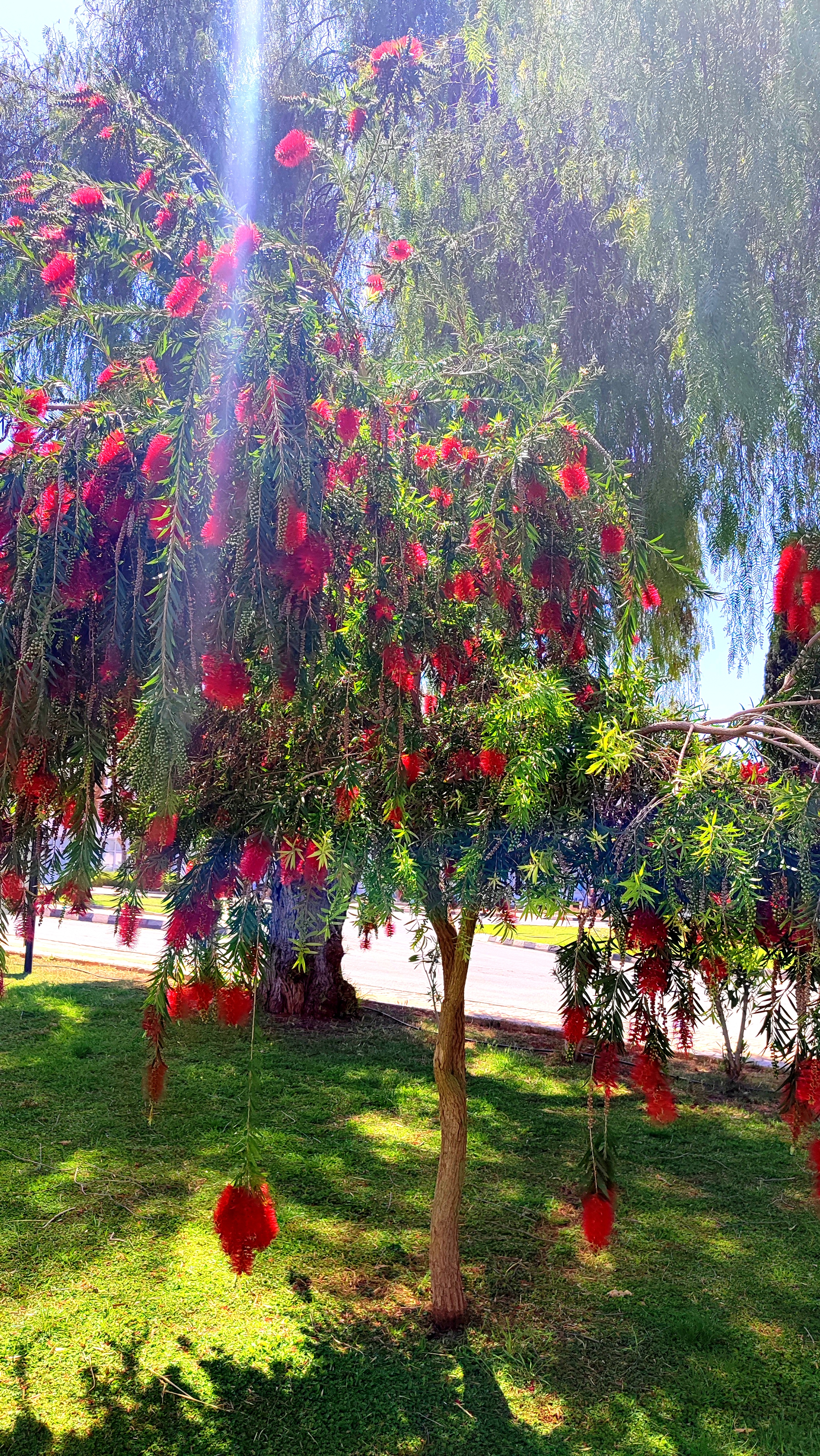 Tree of Flower! #1